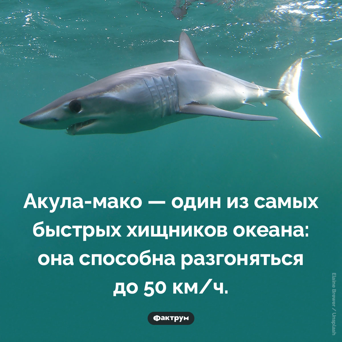 Очень быстрая акула. Акула-мако — один из самых быстрых хищников океана: она способна разгоняться до 50 км/ч.