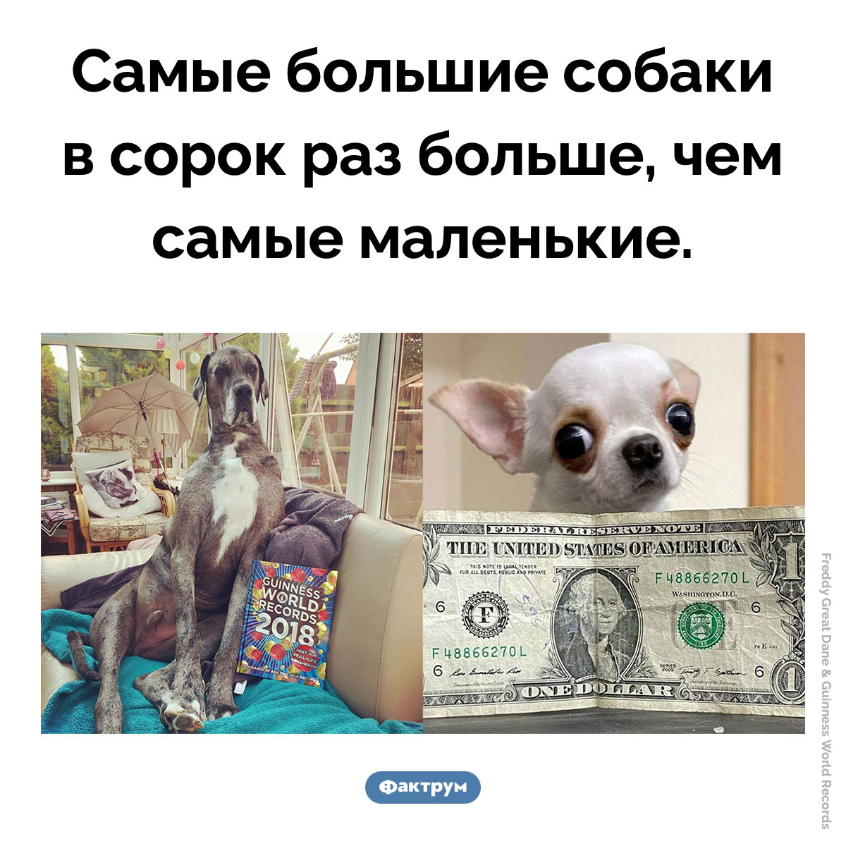 Самые большие и самые маленькие собаки. Самые большие собаки в сорок раз больше, чем самые маленькие.