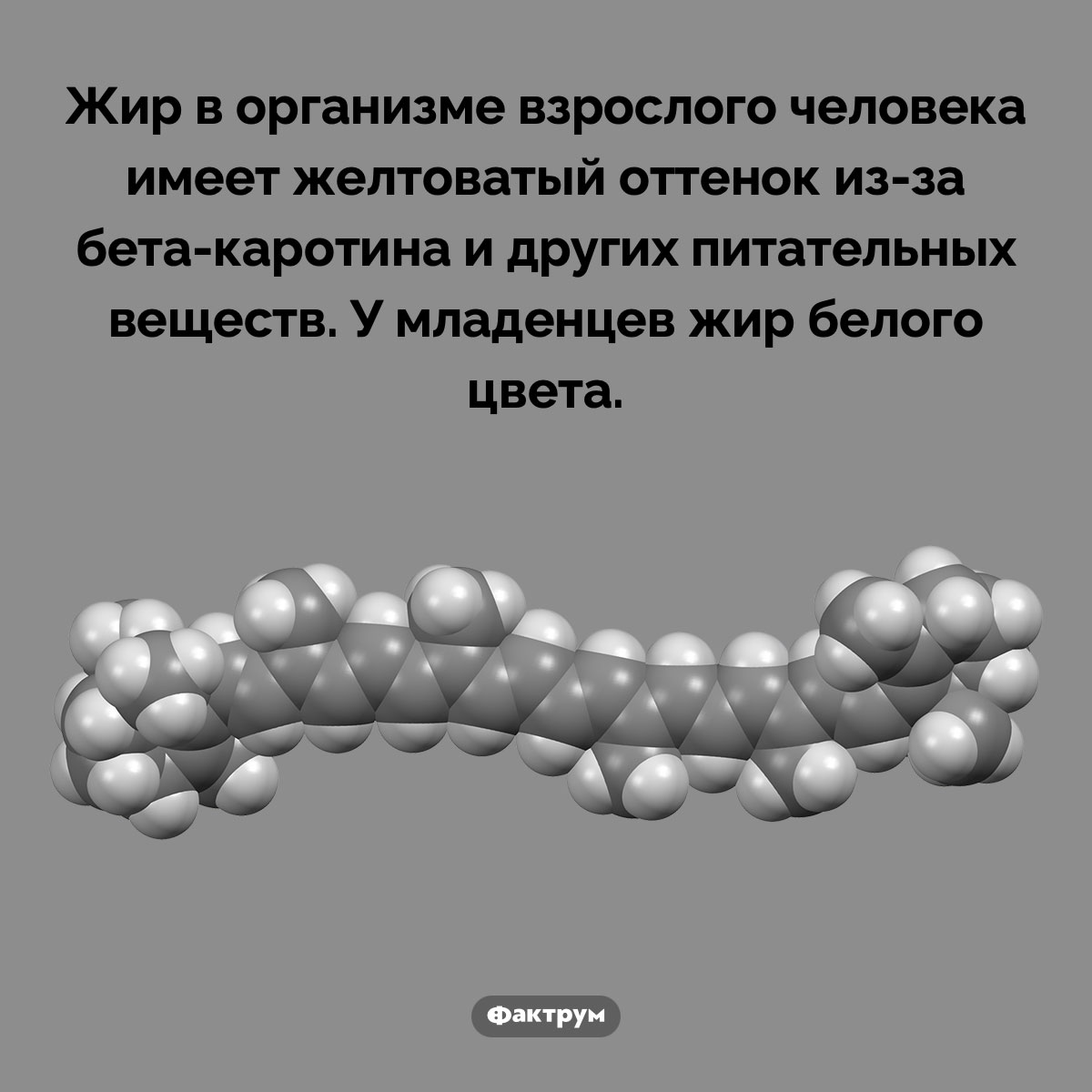 Жир взрослых — жёлтый, а младенцев — белый. Жир в организме взрослого человека имеет желтоватый оттенок из-за бета-каротина и других питательных веществ. У младенцев жир белого цвета.