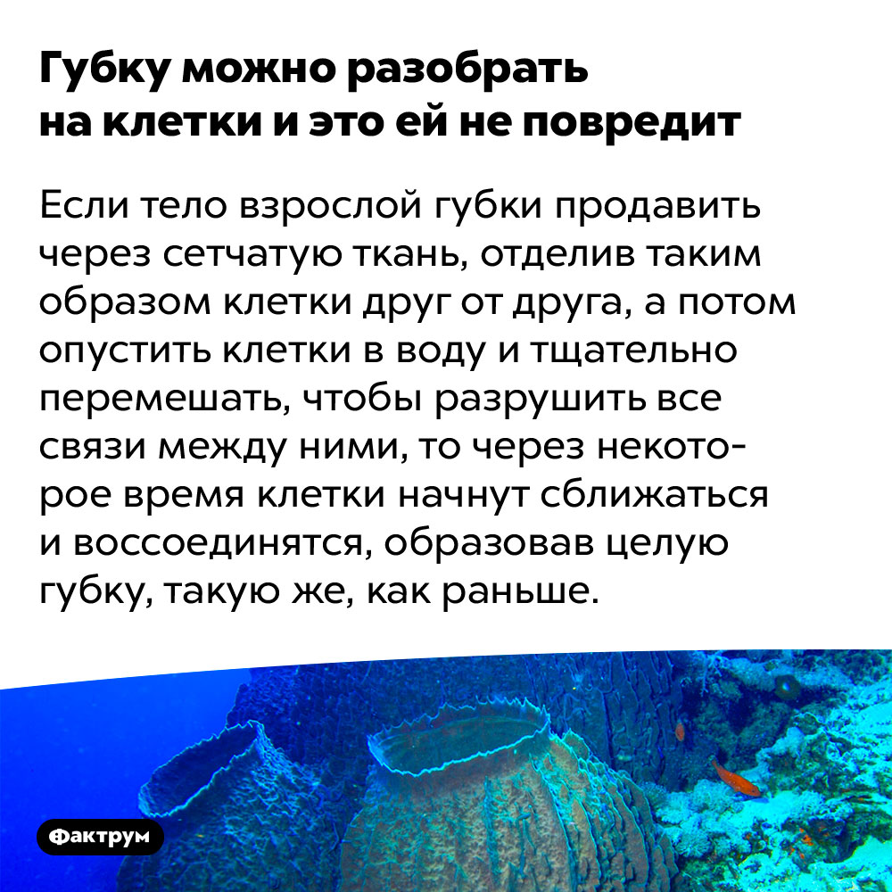 Губку можно разобрать на клетки и это ей не повредит. Если тело взрослой губки продавить через сетчатую ткань, отделив таким образом клетки друг от друга, а потом опустить клетки в воду и тщательно перемешать, чтобы разрушить все связи между ними, то через некоторое время клетки начнут сближаться и воссоединятся, образовав целую губку, такую же, как раньше.