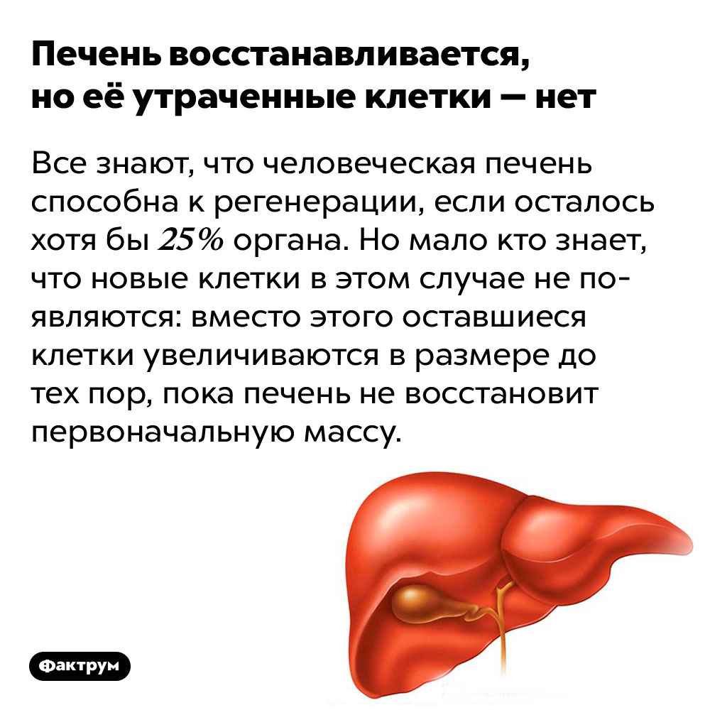 Печень восстанавливается, но её утраченные клетки — нет. Все знают, что человеческая печень способна к регенерации, если осталось хотя бы 25% органа. Но мало кто знает, что новые клетки в этом случае не появляются: вместо этого оставшиеся клетки увеличиваются в размере до тех пор, пока печень не восстановит первоначальную массу.
