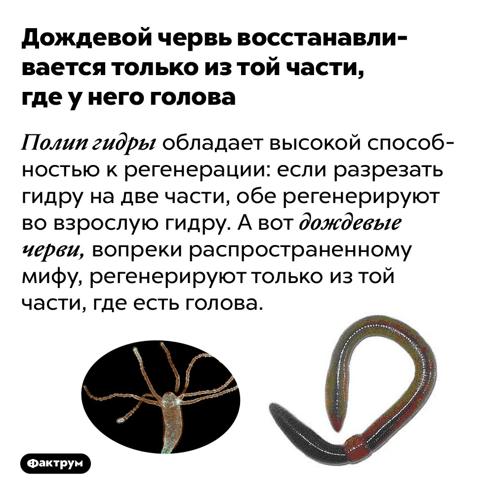 Дождевой червь восстанавливается только из той части, где у него голова. Полип гидры обладает высокой способностью к регенерации: если разрезать гидру на две части, обе регенерируют во взрослую гидру. А вот дождевые черви, вопреки распространенному мифу, регенерируют только из той части, где есть голова.