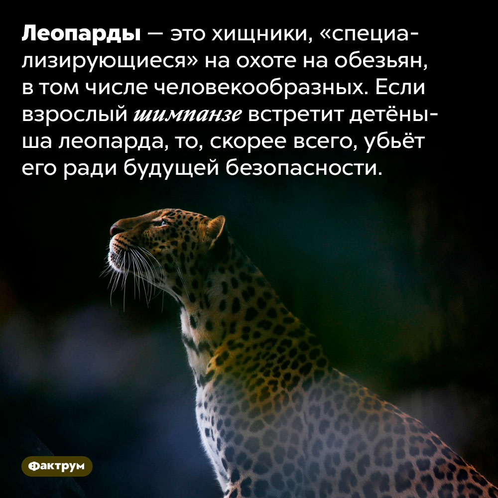 Леопарды питаются обезьянами, в том числе человекообразными. Леопарды — это хищники, «специализирующиеся» на охоте на обезьян, в том числе человекообразных. Если взрослый шимпанзе встретит детёныша леопарда, то, скорее всего, убьёт его ради будущей безопасности.