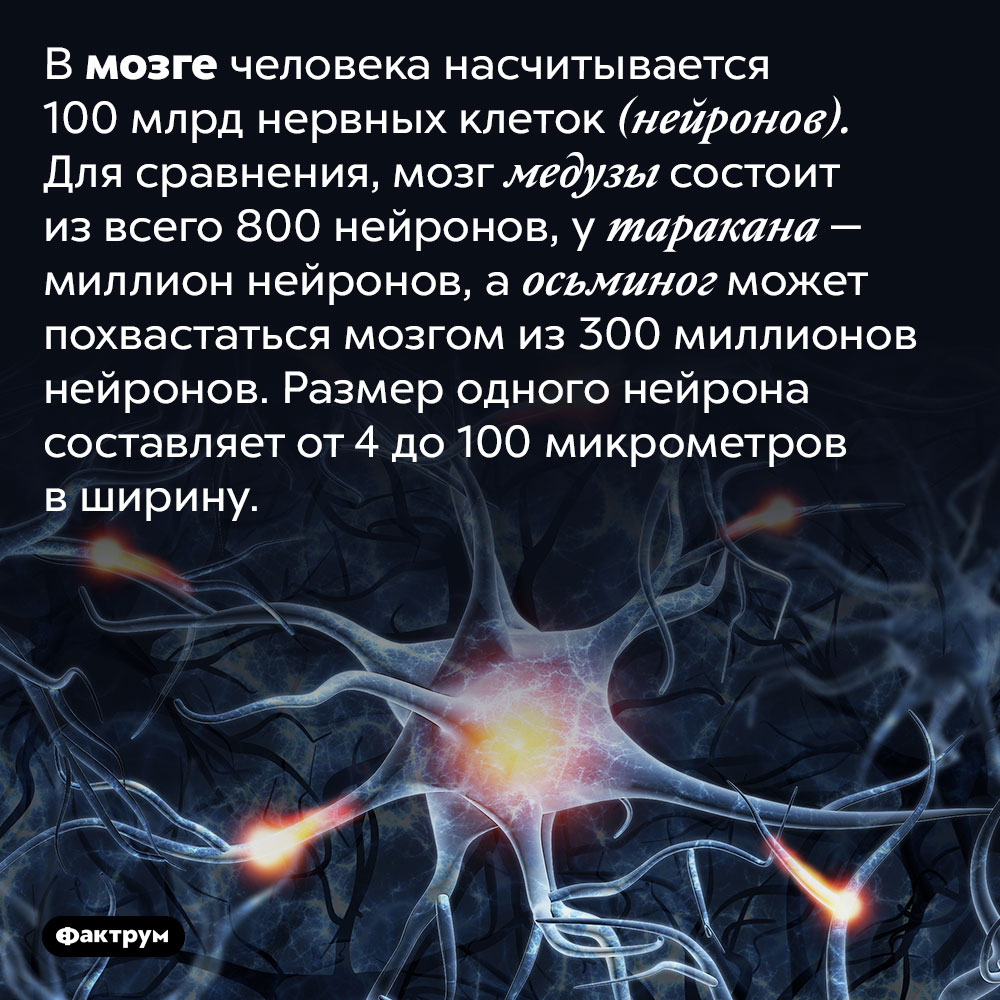 В мозге человека насчитывается 100 млрд нервных клеток (нейронов). Для сравнения, мозг медузы состоит из всего 800 нейронов, у таракана — миллион нейронов, а осьминог может похвастаться мозгом из 300 миллионов нейронов. Размер одного нейрона составляет от 4 до 100 микрометров в ширину.