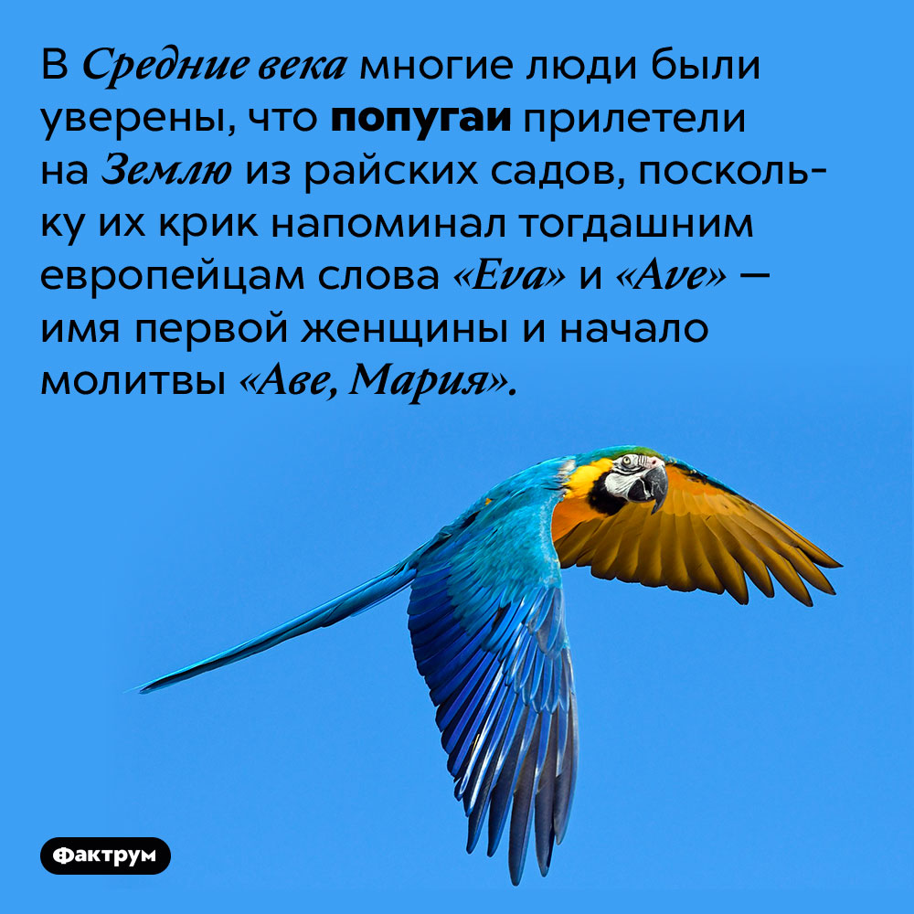 В Средневековье многие считали попугаев райскими птицами. В Средние века многие люди были уверены, что попугаи прилетели на Землю из райских садов, поскольку их крик напоминал тогдашним европейцам слова «Eva» и «Ave» — имя первой женщины и начало молитвы «Аве, Мария».