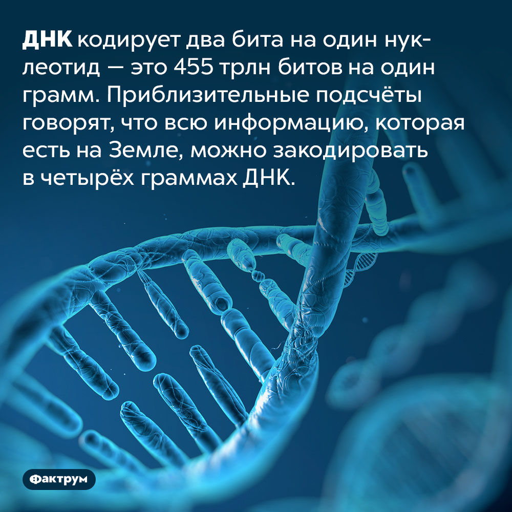 Вся информация, существующая на Земле, поместится в четыре грамма ДНК. ДНК кодирует два бита на один нуклеотид — это 455 трлн битов на один грамм. Приблизительные подсчёты говорят, что всю информацию, которая есть на Земле, можно закодировать в четырёх граммах ДНК.
