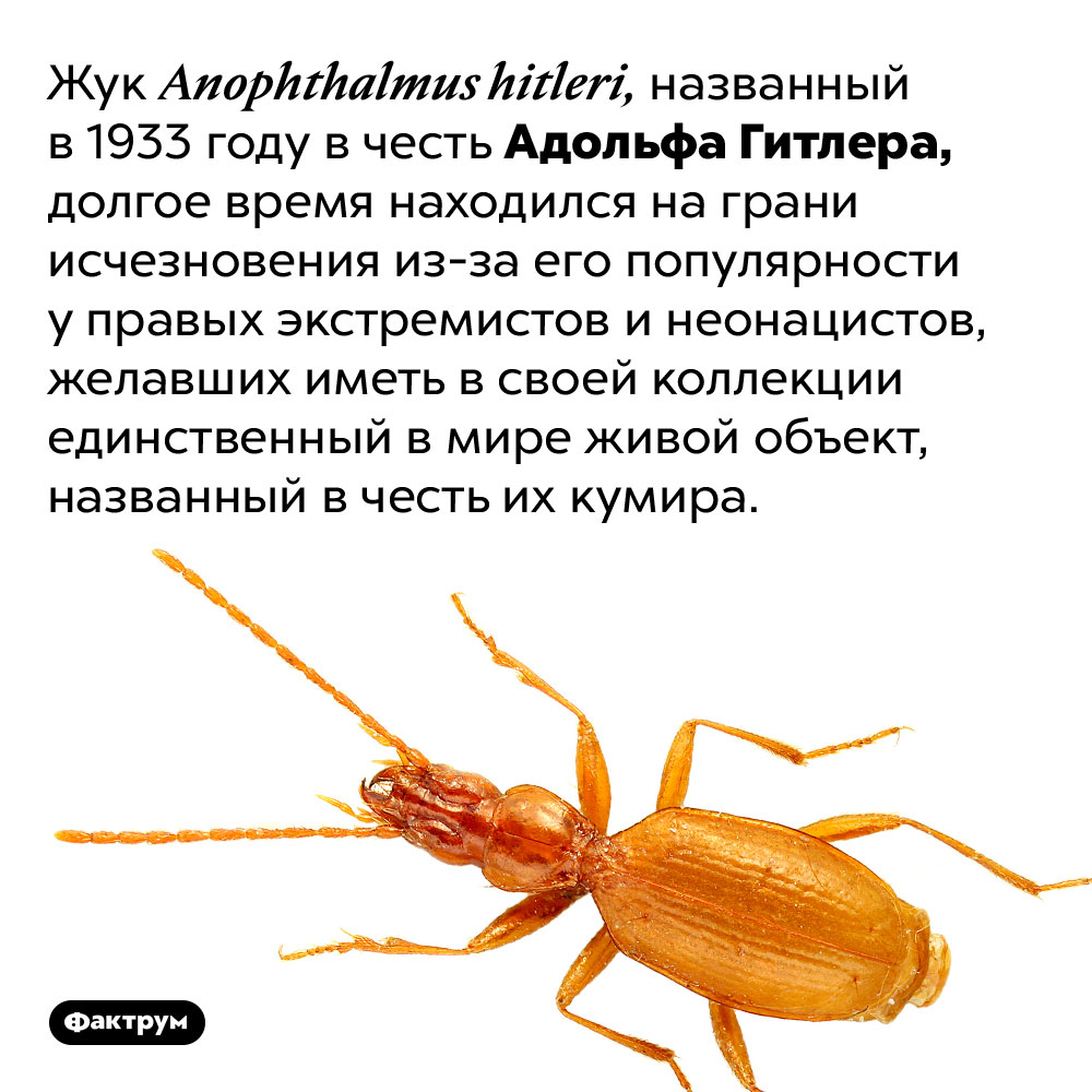 Жук, названный в честь Гитлера, чуть не вымер из-за фашистов. Жук Anophthalmus hitleri, названный в 1933 году в честь Адольфа Гитлера, долгое время находился на грани исчезновения из-за его популярности у правых экстремистов и неонацистов, желавших иметь в своей коллекции единственный в мире живой объект, названный в честь их кумира.