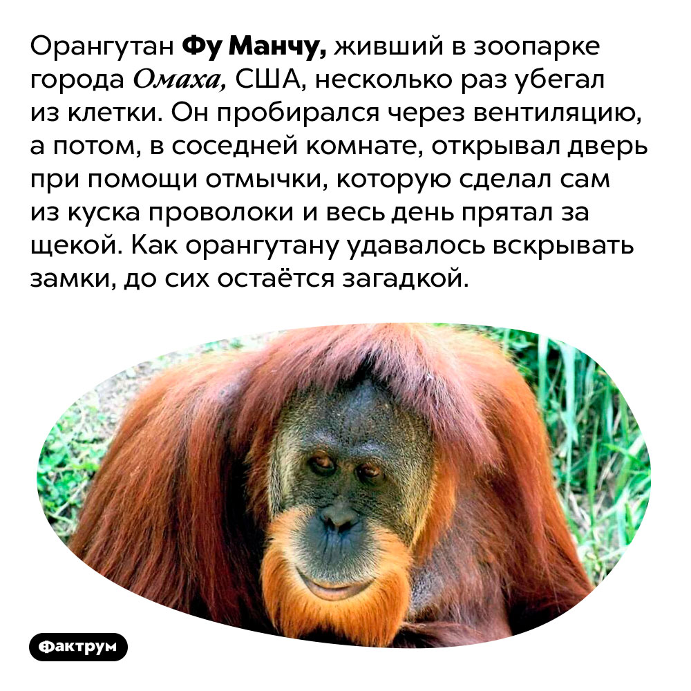 Орангутан Фу Манчу умел взламывать замки. Орангутан Фу Манчу, живший в зоопарке города Омаха, США, несколько раз убегал из клетки. Он пробирался через вентиляцию, а потом, в соседней комнате, открывал дверь при помощи отмычки, которую сделал сам из куска проволоки и весь день прятал за щекой. Как орангутану удавалось вскрывать замки, до сих остаётся загадкой.