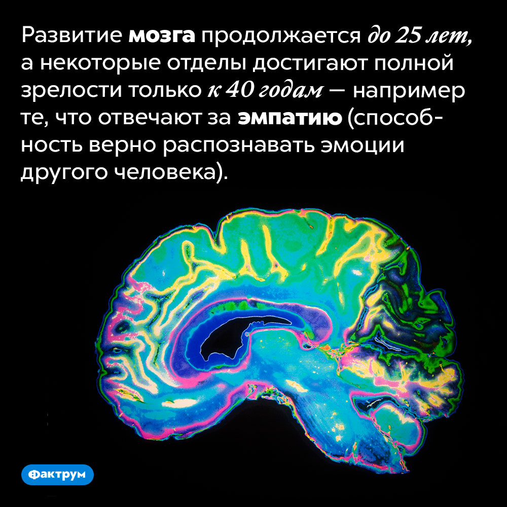 Развитие мозга продолжается до 25 лет. А некоторые отделы достигают полной зрелости только к 40 годам — например те, что отвечают за эмпатию (способность верно распознавать эмоции другого человека).