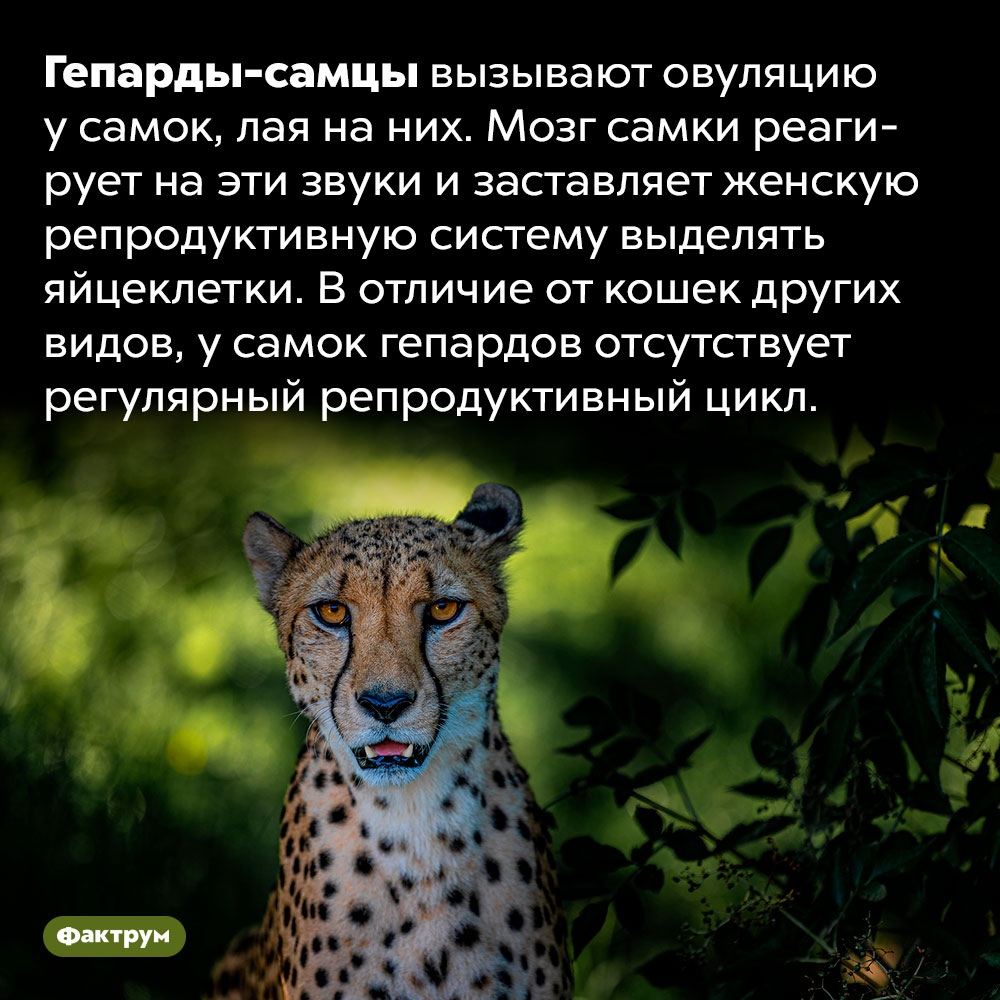 Чтобы самка гепарда могла забеременеть, её должен облаять самец. Гепарды-самцы вызывают овуляцию у самок, лая на них. Мозг самки реагирует на эти звуки и заставляет женскую репродуктивную систему выделять яйцеклетки. В отличие от кошек других видов, у самок гепардов отсутствует регулярный репродуктивный цикл.