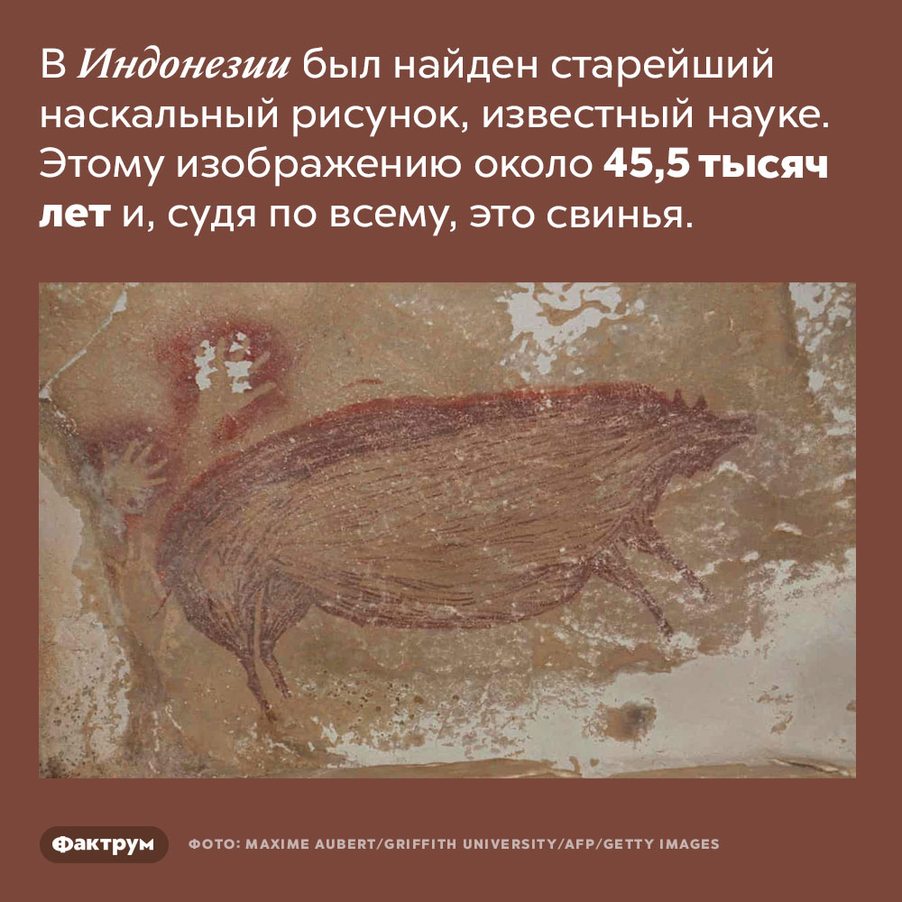 Самому старому наскальному рисунку, сделанному человеком, почти 50 000 лет. В Индонезии был найден старейший наскальный рисунок, известный науке. Этому изображению около 45,5 тысяч лет и, судя по всему, это свинья.