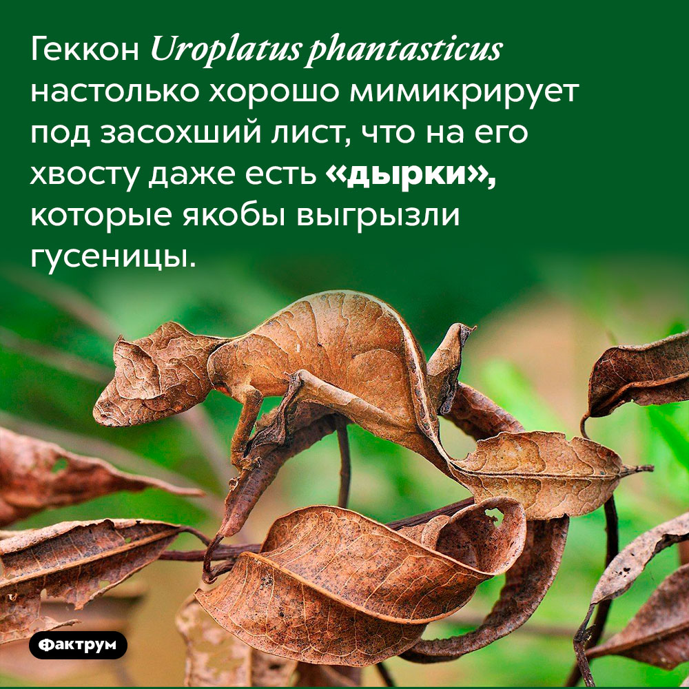 Существует вид геккона, который выглядит в точности как лист. Геккон Uroplatus phantasticus настолько хорошо мимикрирует под засохший лист, что на его хвосту даже есть «дырки», которые якобы выгрызли гусеницы. 