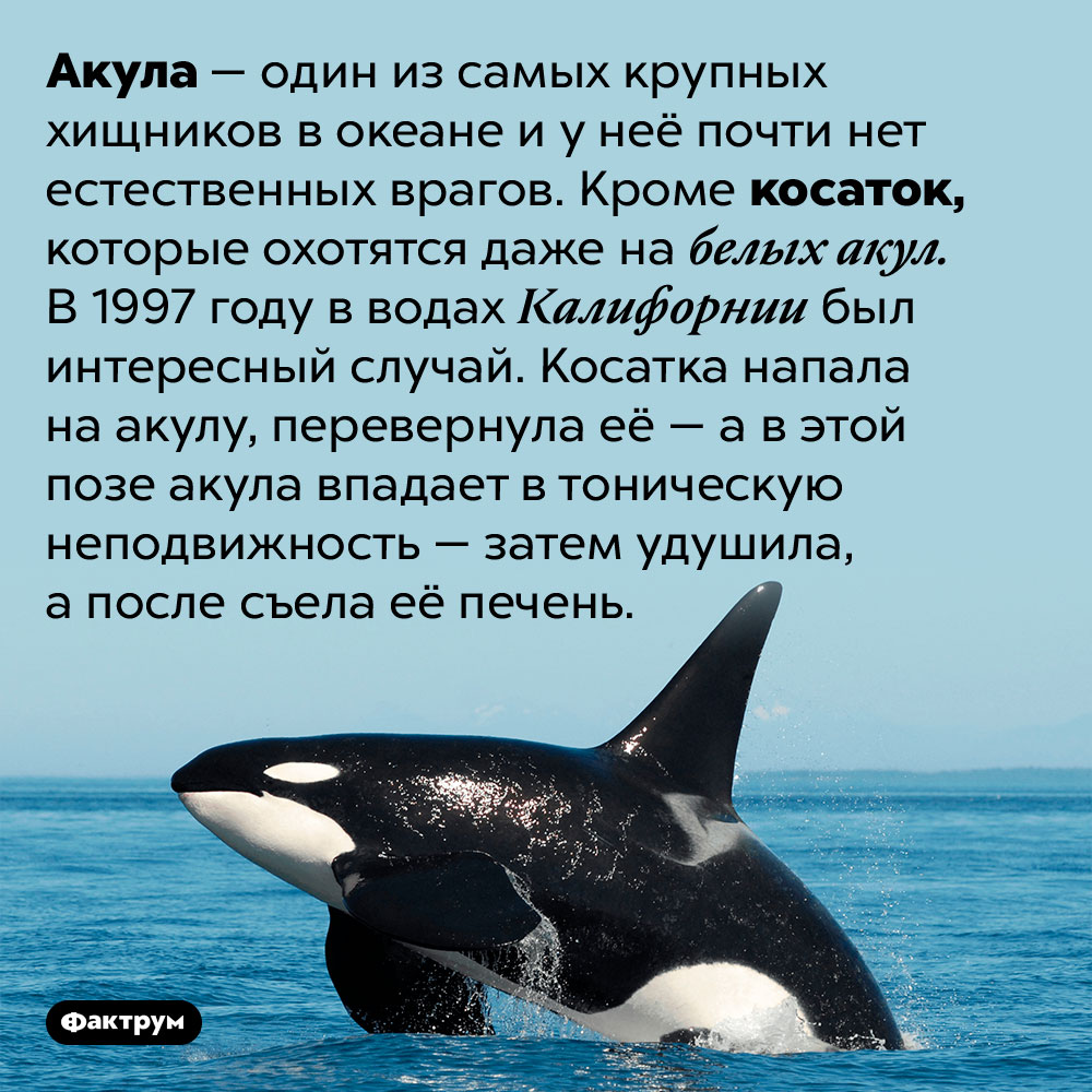 Косатки — единственные природные враги акул. Акула — один из самых крупных хищников в океане и у неё почти нет естественных врагов. Кроме косаток, которые охотятся даже на белых акул. В 1997 году в водах Калифорнии был интересный случай. Косатка напала на акулу, перевернула её — а в этой позе акула впадает в тоническую неподвижность — затем удушила, а после съела её печень.