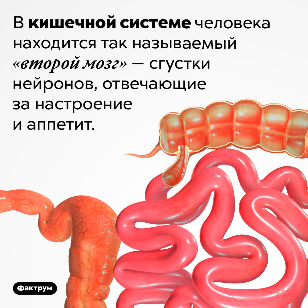 Где находится «второй мозг». В кишечной системе человека находится так называемый «второй мозг» — сгустки нейронов, отвечающие за настроение и аппетит.