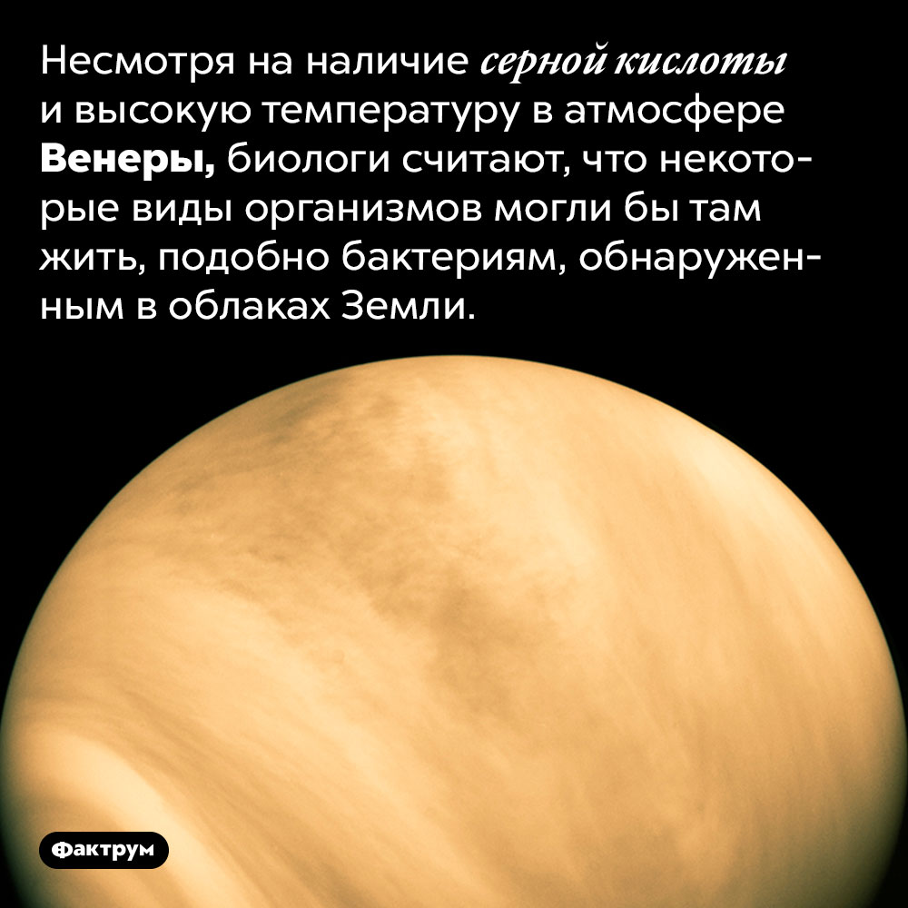 Возможно, на Венере есть бактерии. Несмотря на наличие серной кислоты и высокую температуру в атмосфере Венеры, биологи считают, что некоторые виды организмов могли бы там жить, подобно бактериям, обнаруженным в облаках Земли.