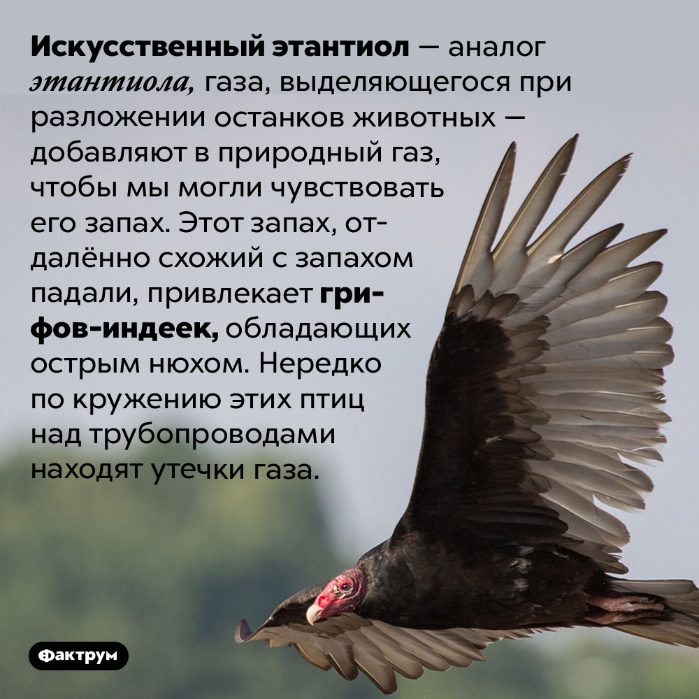 Грифы-индейки помогают находить утечки газа. Искусственный этантиол — аналог этантиола, газа, выделяющегося при разложении останков животных — добавляют в природный газ, чтобы мы могли чувствовать его запах. Этот запах, отдалённо схожий с запахом падали, привлекает грифов-индеек, обладающих острым нюхом. Нередко по кружению этих птиц над трубопроводами находят утечки газа.