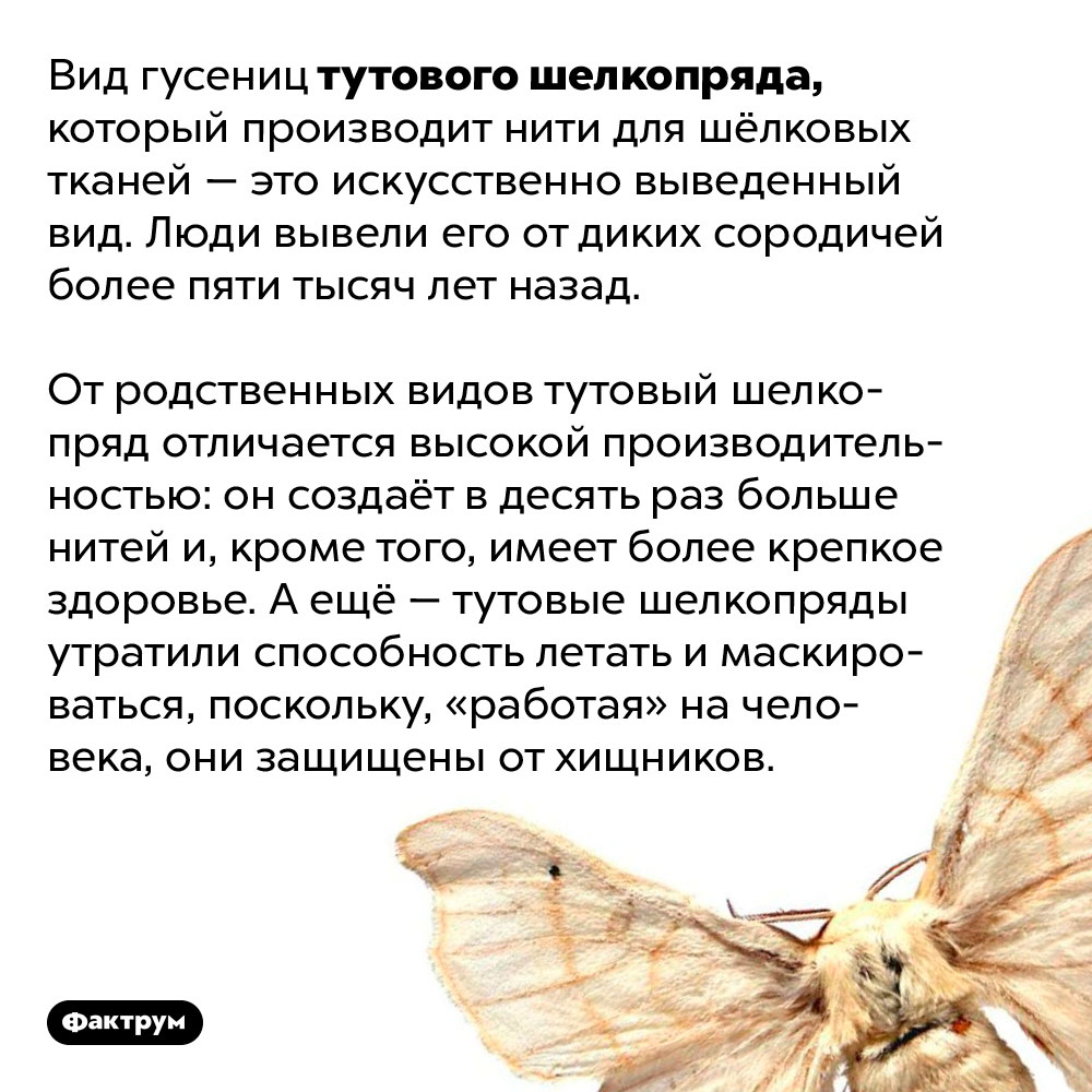 Тутовый шелкопряд, из нитей которого делают шёлковую ткань — вид, выведенный человеком. Вид гусениц тутового шелкопряда, который производит нити для шёлковых тканей — это искусственно выведенный вид. Люди вывели его от диких сородичей более пяти тысяч лет назад.
От родственных видов тутовый шелкопряд отличается высокой производительностью: он создаёт в десять раз больше нитей и, кроме того, имеет более крепкое здоровье. А ещё — тутовые шелкопряды утратили способность летать и маскироваться, поскольку, «работая» на человека, они защищены от хищников.