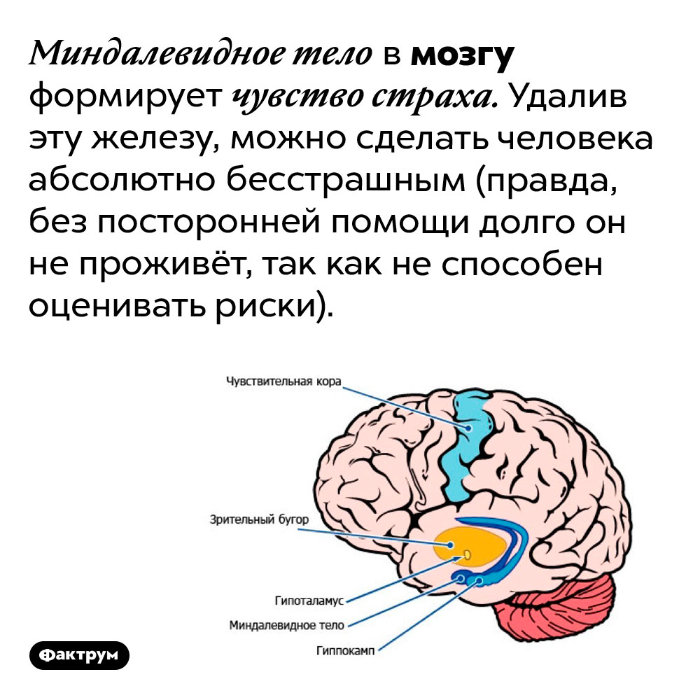 Миндалевидная железа в мозгу формирует чувство страха. Удалив эту железу, можно сделать человека абсолютно бесстрашным (правда, без посторонней помощи долго он не проживёт, так как не способен оценивать риски).