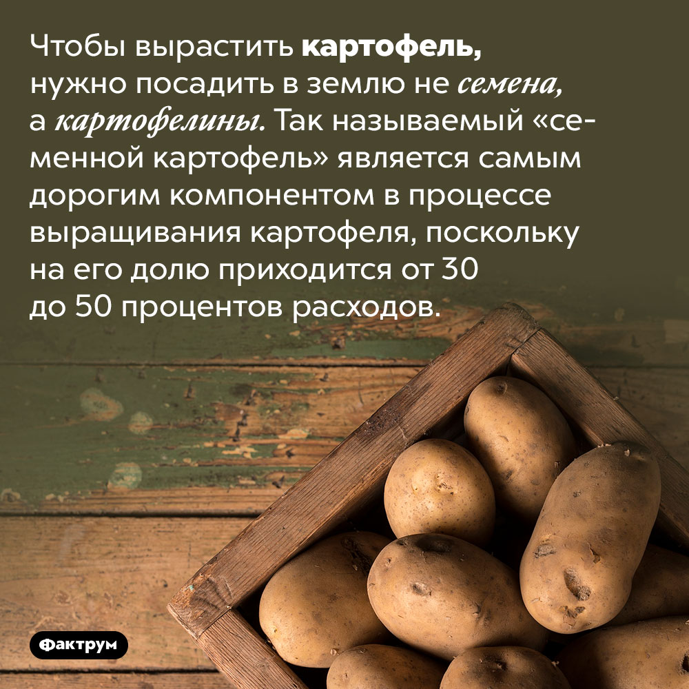 «Семенной картофель» — самый дорогой компонент в процессе выращивания картофеля. Чтобы вырастить картофель, нужно посадить в землю не семена, а картофелины. Так называемый «семенной картофель» является самым дорогим компонентом в процессе выращивания картофеля, поскольку на его долю приходится от 30 до 50 процентов расходов.