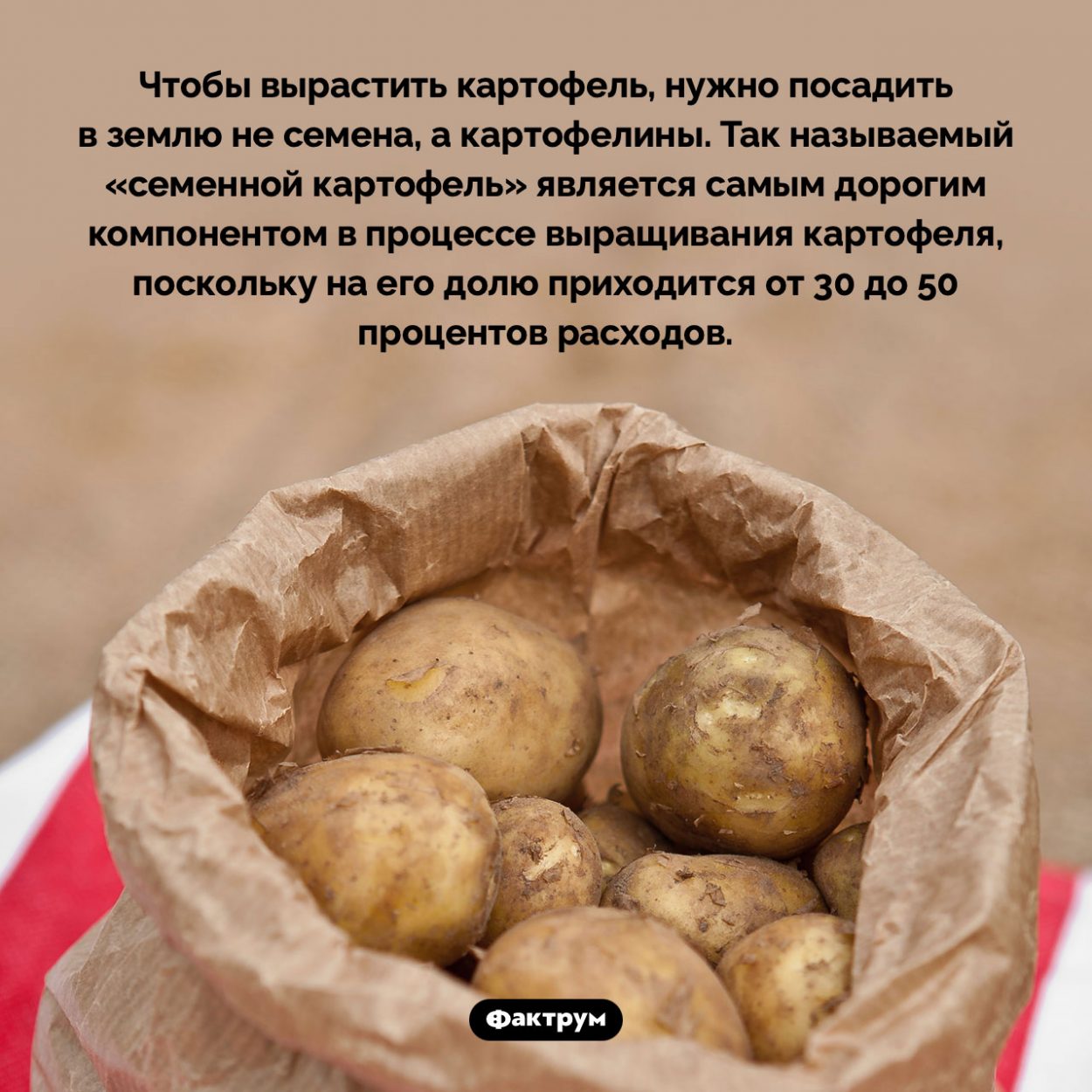 «Семенной картофель» — самый дорогой компонент в процессе выращивания картофеля. Чтобы вырастить картофель, нужно посадить в землю не семена, а картофелины. Так называемый «семенной картофель» является самым дорогим компонентом в процессе выращивания картофеля, поскольку на его долю приходится от 30 до 50 процентов расходов.