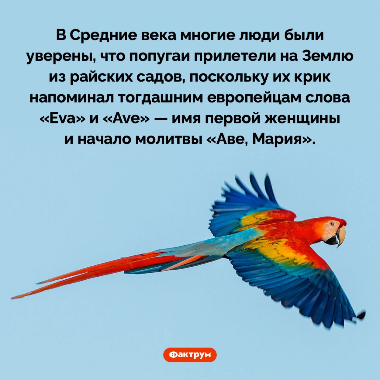 В Средневековье многие считали попугаев райскими птицами. В Средние века многие люди были уверены, что попугаи прилетели на Землю из райских садов, поскольку их крик напоминал тогдашним европейцам слова «Eva» и «Ave» — имя первой женщины и начало молитвы «Аве, Мария».