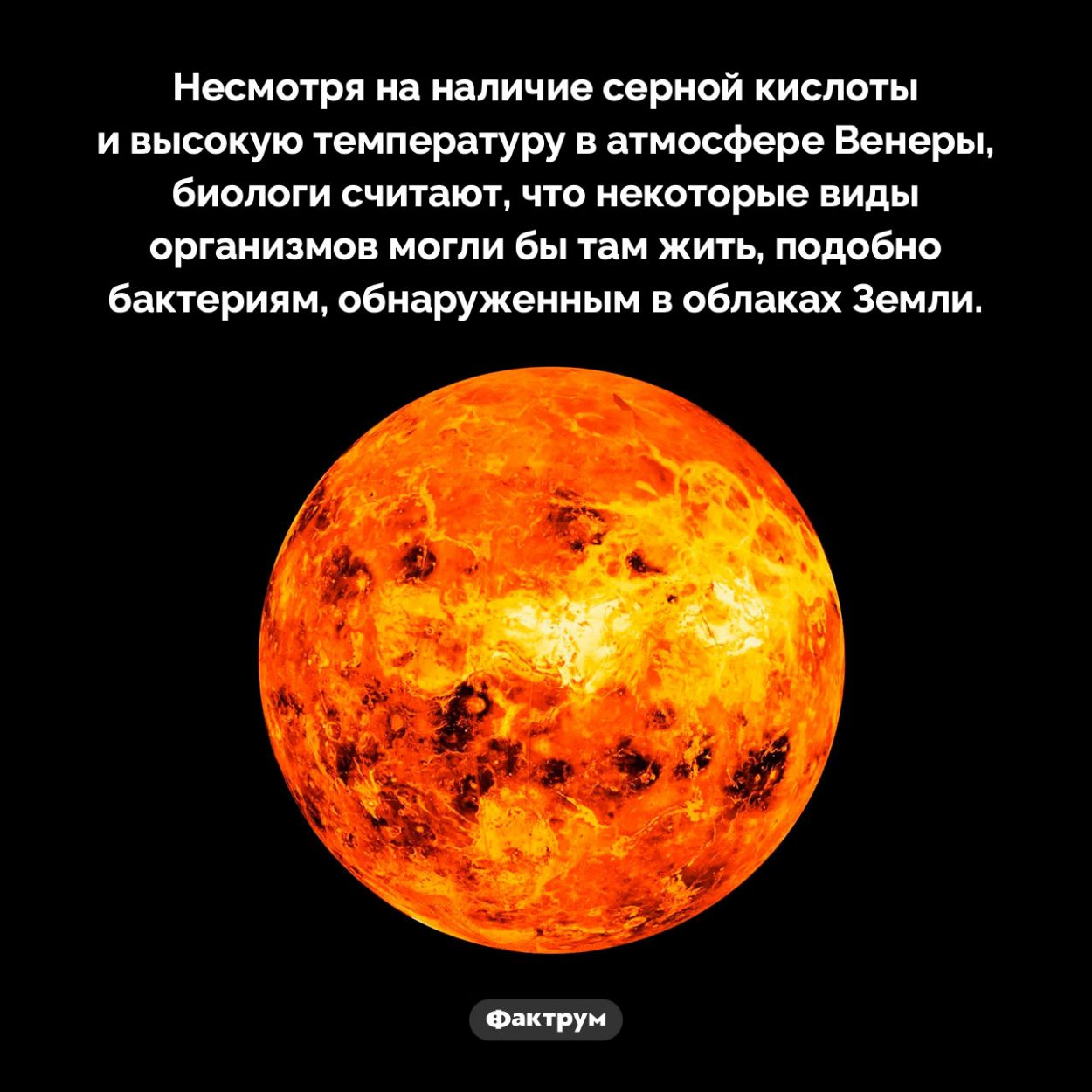 Возможно, на Венере есть бактерии. Несмотря на наличие серной кислоты и высокую температуру в атмосфере Венеры, биологи считают, что некоторые виды организмов могли бы там жить, подобно бактериям, обнаруженным в облаках Земли.