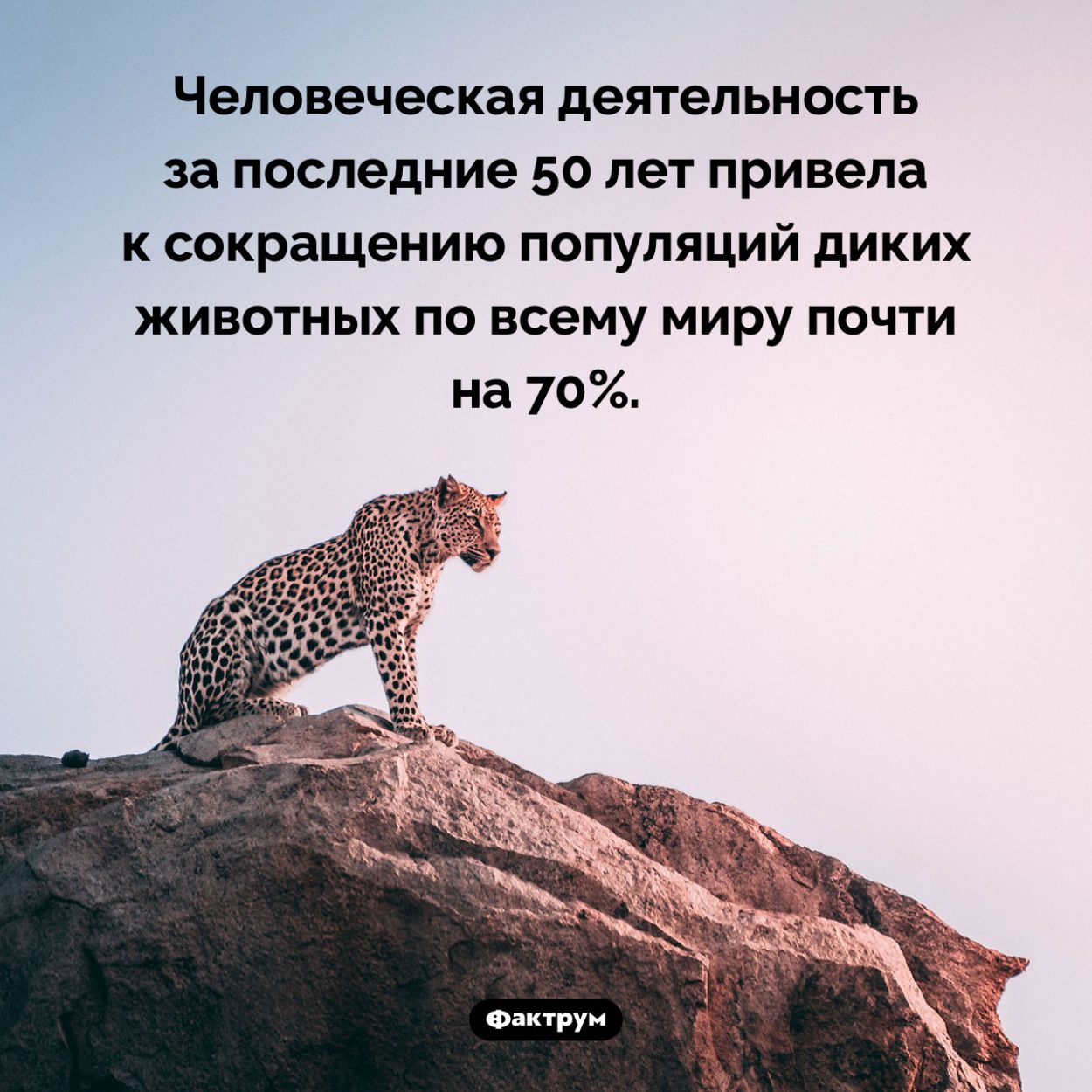 Всего за полвека наша деятельность сократила фауну на 70%. Человеческая деятельность за последние 50 лет привела к сокращению популяций диких животных по всему миру почти на 70%.