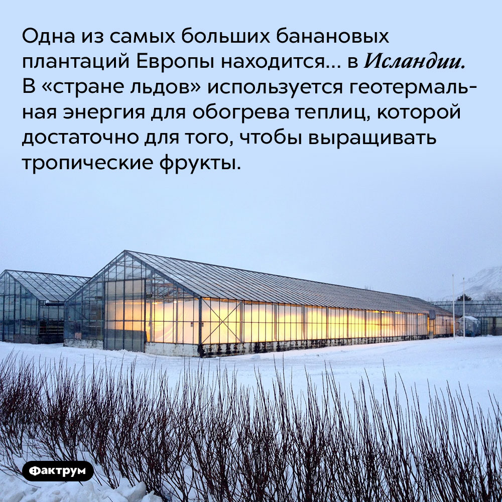 В Исландии есть банановые плантации. Одна из самых больших банановых плантаций Европы находится… в Исландии. В «стране льдов» используется геотермальная энергия для обогрева теплиц, которой достаточно для того, чтобы выращивать тропические фрукты.