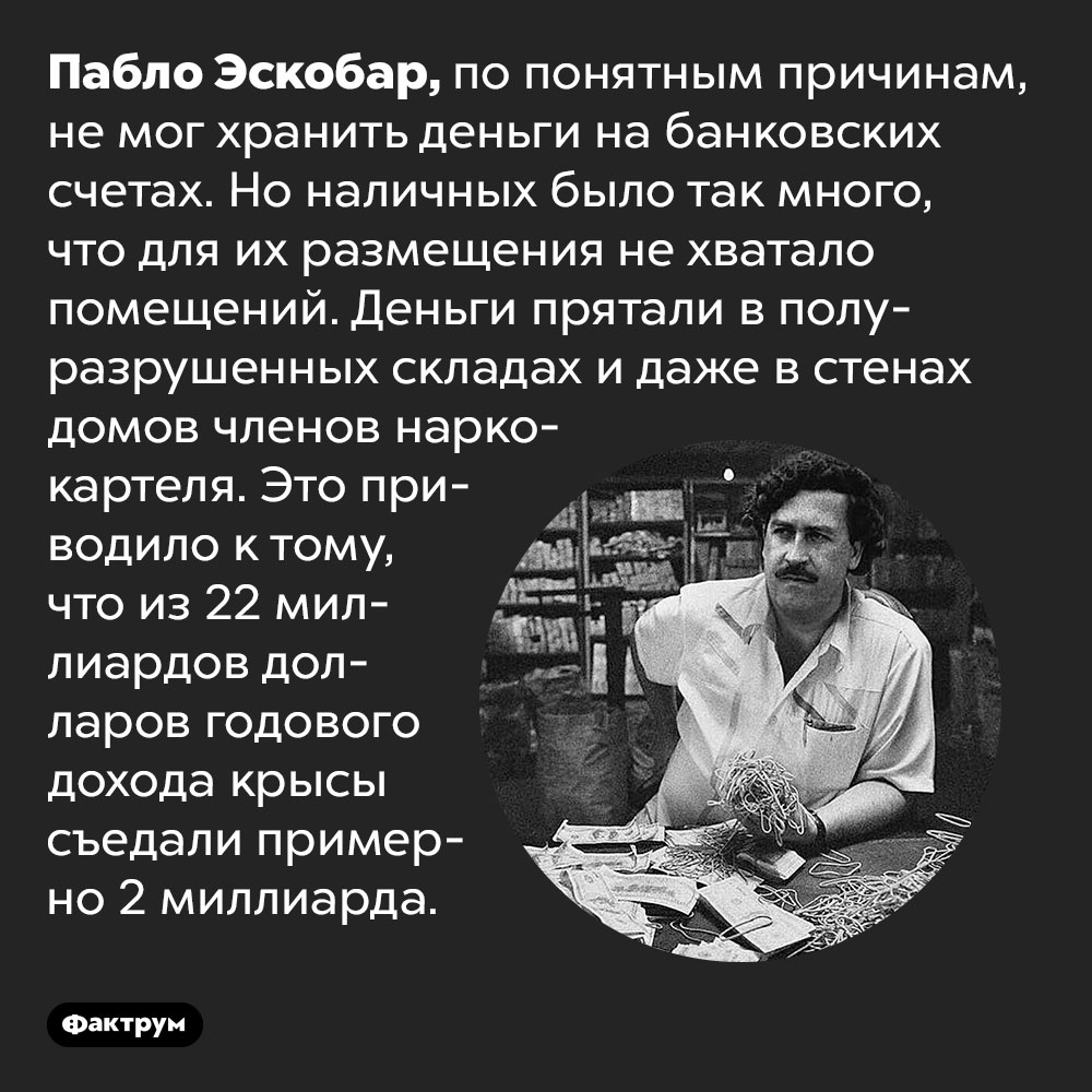 Крысы ежегодно съедали у Эскобара по два миллиарда наличных. Пабло Эскобар, по понятным причинам, не мог хранить деньги на банковских счетах. Но наличных было так много, что для их размещения не хватало помещений. Деньги прятали в полуразрушенных складах и даже в стенах домов членов наркокартеля. Это приводило к тому, что из 22 миллиардов долларов годового дохода крысы съедали примерно 2 миллиарда.
