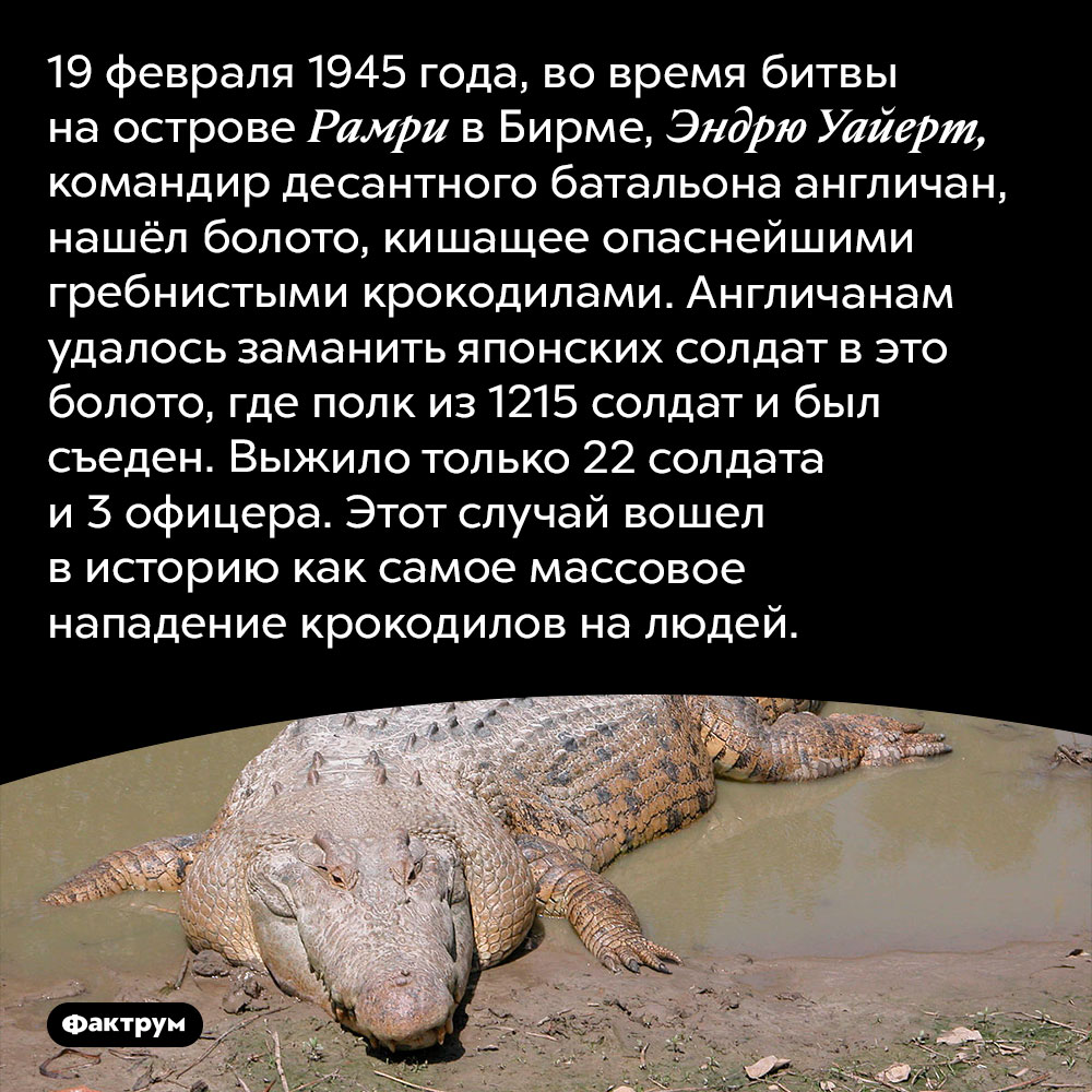 Самое массовое нападение крокодилов на людей. 19 февраля 1945 года, во время битвы на острове Рамри в Бирме, Эндрю Уайерт, командир десантного батальона англичан, нашёл болото, кишащее опаснейшими гребнистыми крокодилами. Англичанам удалось заманить японских солдат в это болото, где полк из 1215 солдат и был съеден. Выжило только 22 солдата и 3 офицера. Этот случай вошел в историю как самое массовое нападение крокодилов на людей.