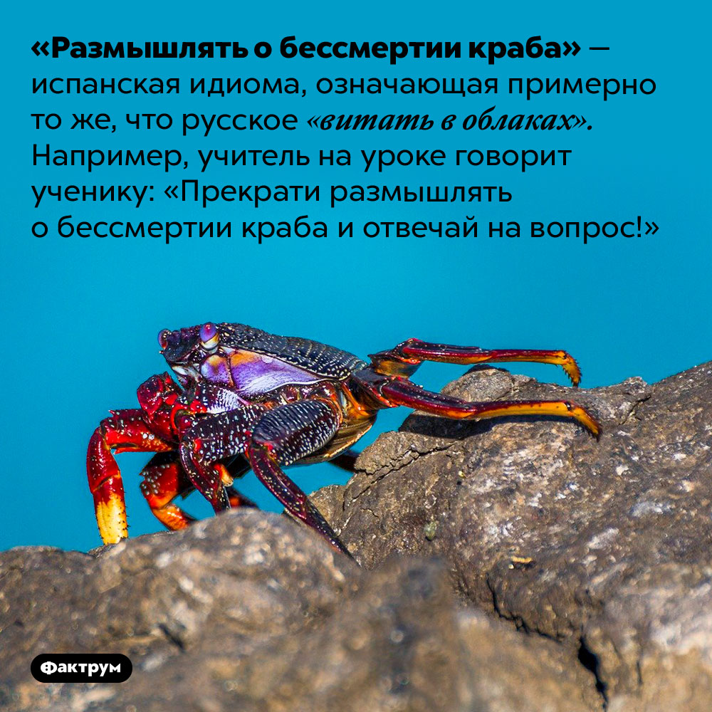 Испанцы любят «размышлять о бессмертии краба». «Размышлять о бессмертии краба» — испанская идиома, означающая примерно то же, что русское «витать в облака». Например, учитель на уроке говорит ученику: «Прекрати размышлять о бессмертии краба и отвечай на вопрос!»