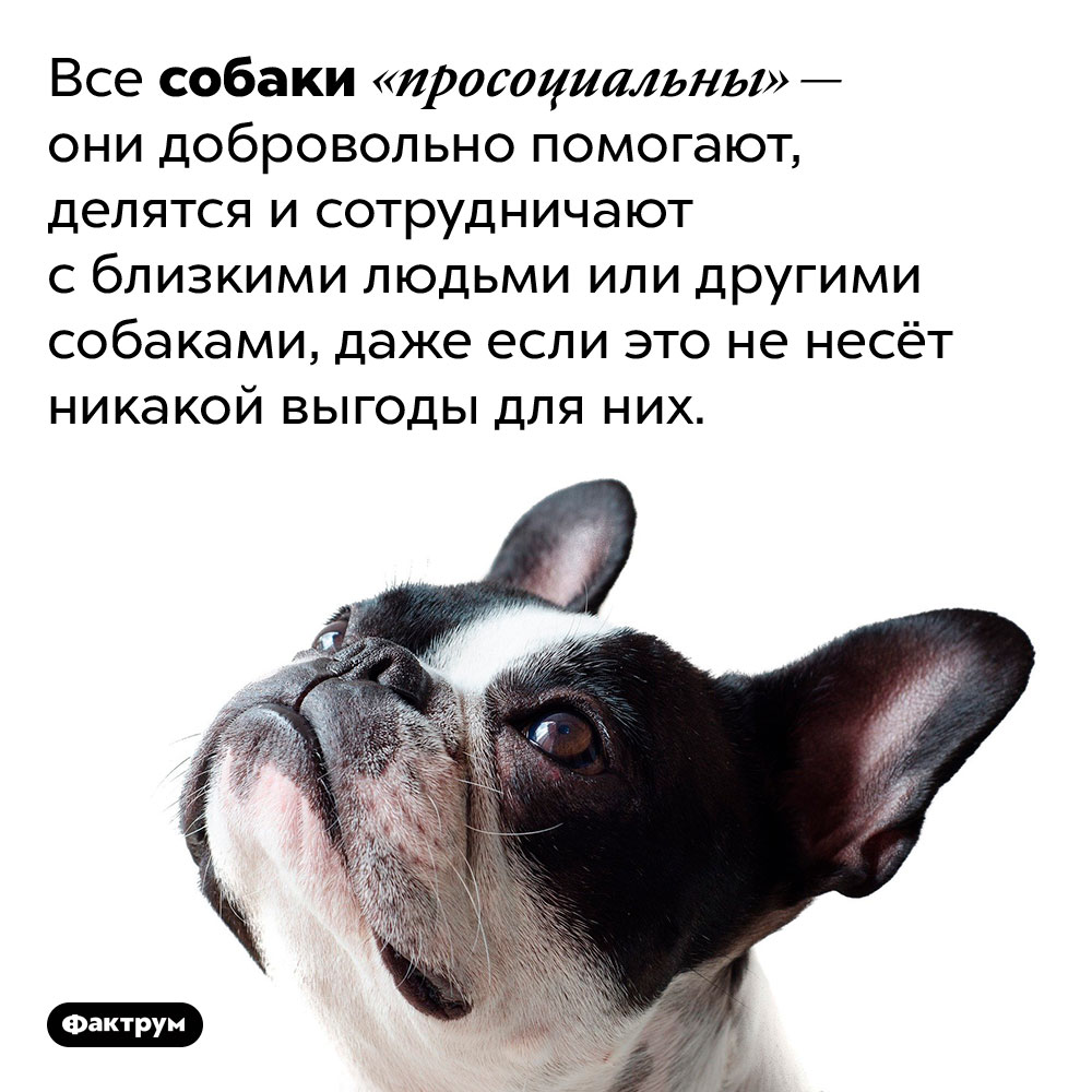 Собаки бескорыстно помогают близким. Все собаки «просоциальны» — они добровольно помогают, делятся и сотрудничают с близкими людьми или другими собаками, даже если это не несёт никакой выгоды для них. 