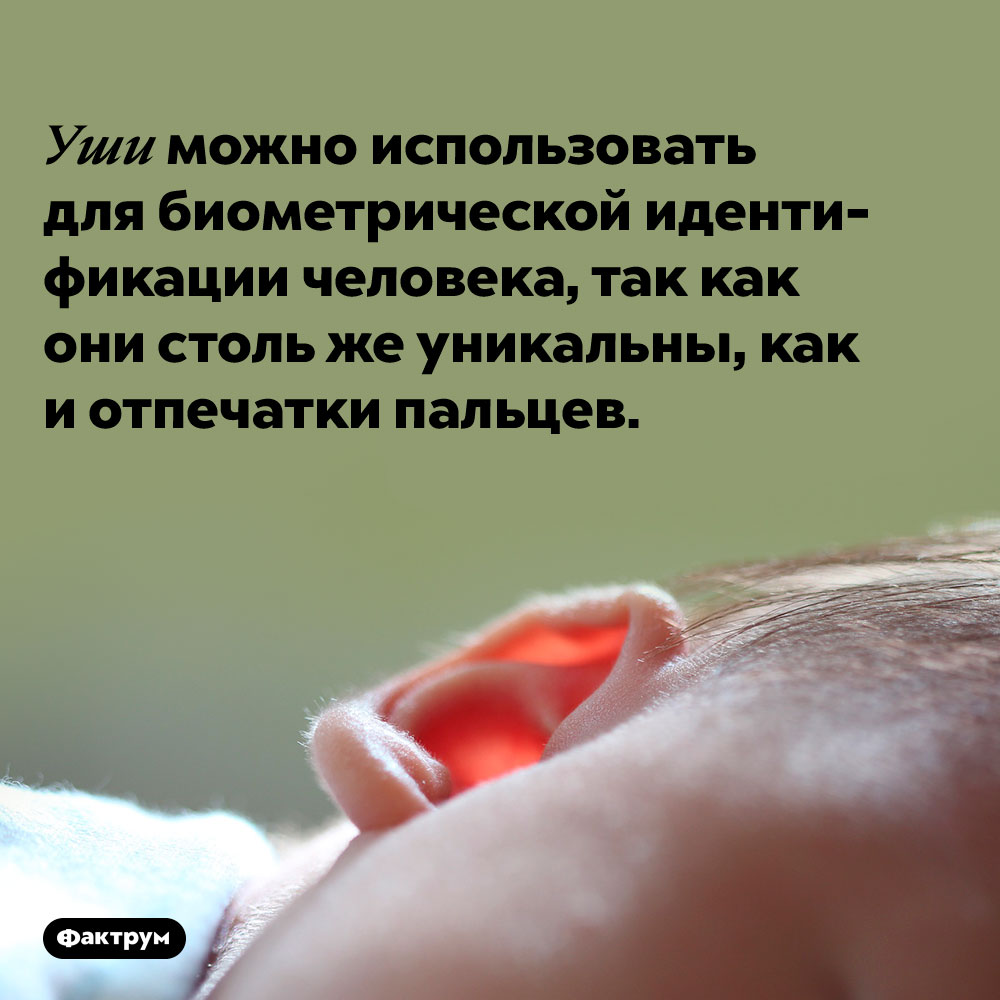 Уши человека столь же уникальны, как и отпечатки его пальцев. Уши можно использовать для биометрической идентификации человека, так как они столь же уникальны, как и отпечатки пальцев.