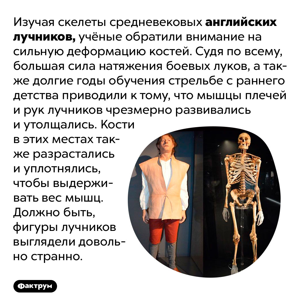 У средневековых лучников были огромные плечи и мощные руки. Изучая скелеты средневековых английских лучников, учёные обратили внимание на сильную деформацию костей. Судя по всему, большая сила натяжения боевых луков, а также долгие годы обучения стрельбе с раннего детства приводили к тому, что мышцы плечей и рук лучников чрезмерно развивались и утолщались. Кости в этих местах также разрастались и уплотнялись, чтобы выдерживать вес мышц. Должно быть, фигуры лучников выглядели довольно странно.