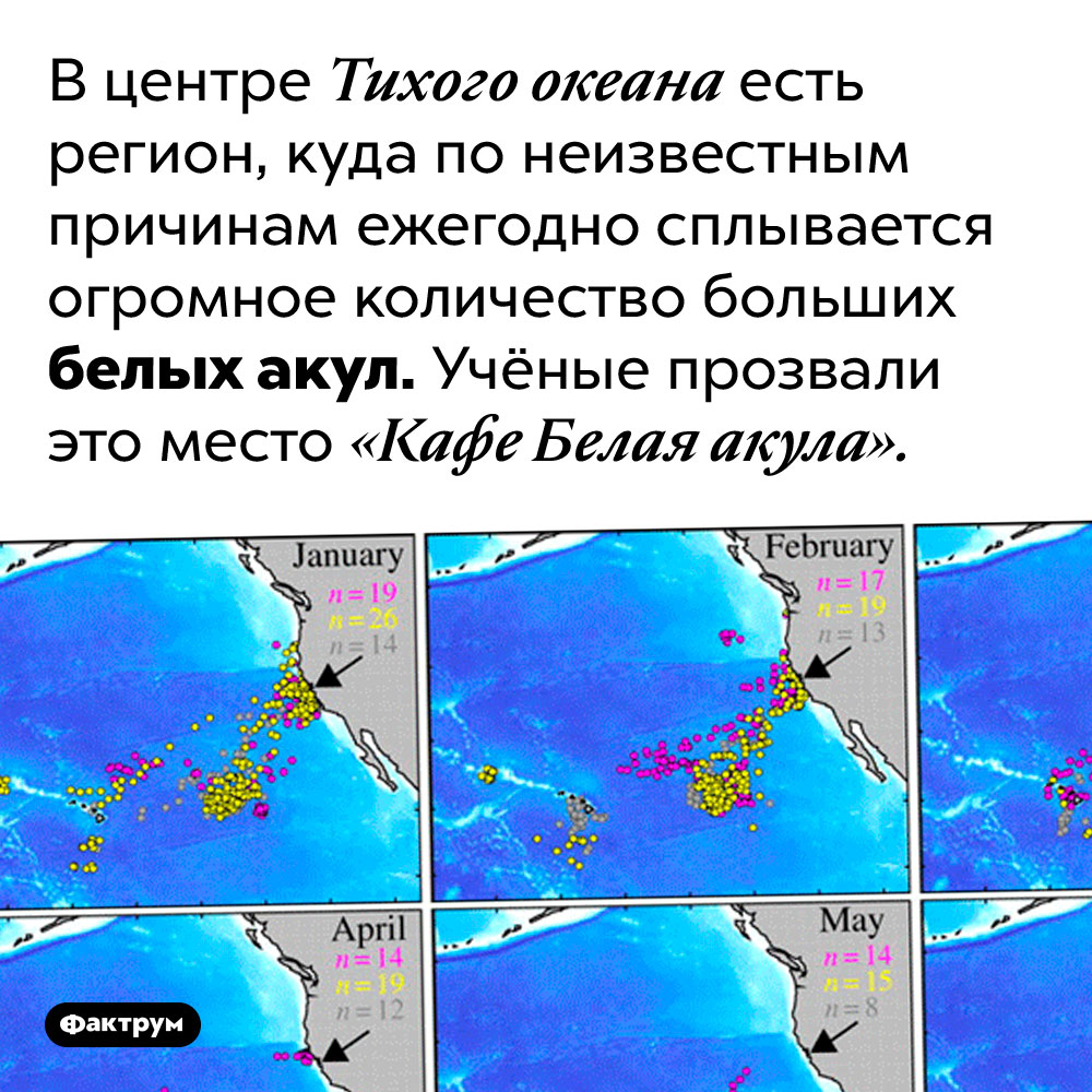 В центре Тихого океана есть «Кафе Белая акула». В центре Тихого океана есть регион, куда по неизвестным причинам ежегодно сплывается огромное количество больших белых акул. Учёные прозвали это место «Кафе Белая акула».