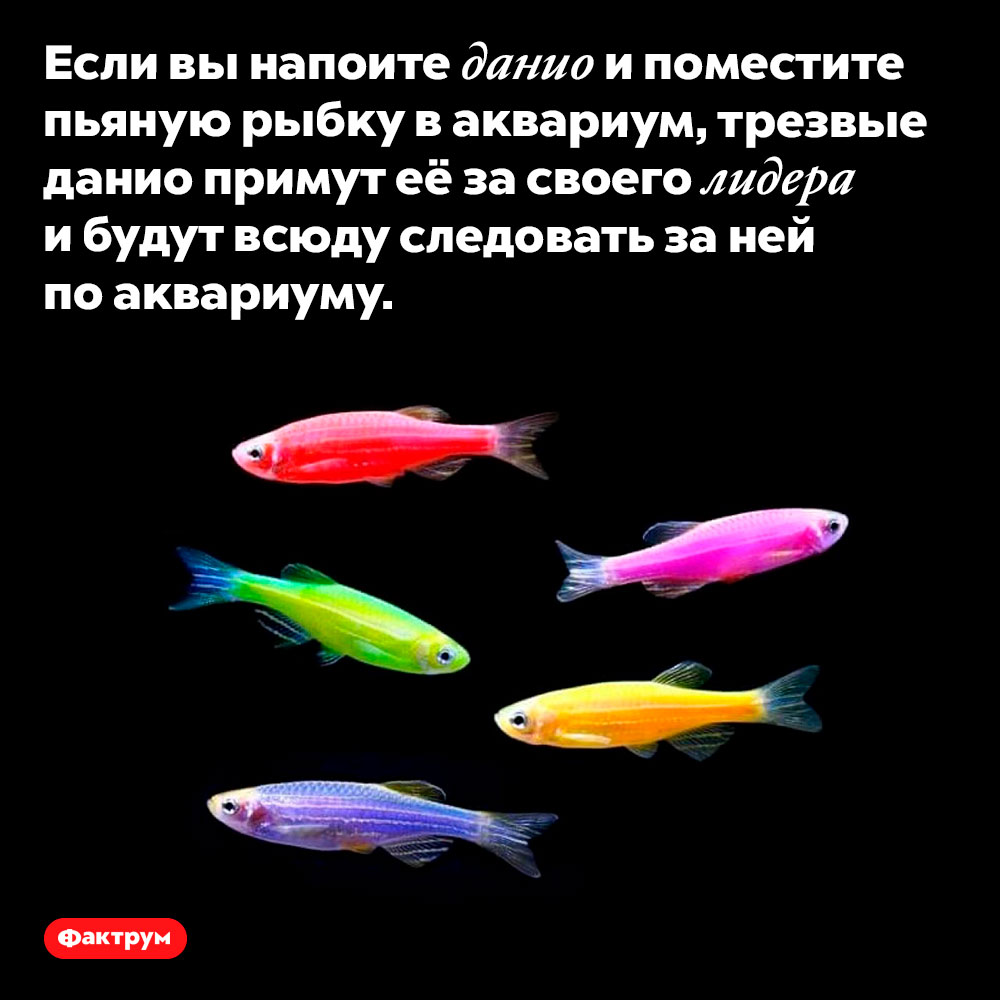 Пьяные рыбки данио лидируют в стае. Если вы напоите данио и поместите пьяную рыбку в аквариум, трезвые данио примут её за своего лидера и будут всюду следовать за ней по аквариуму.