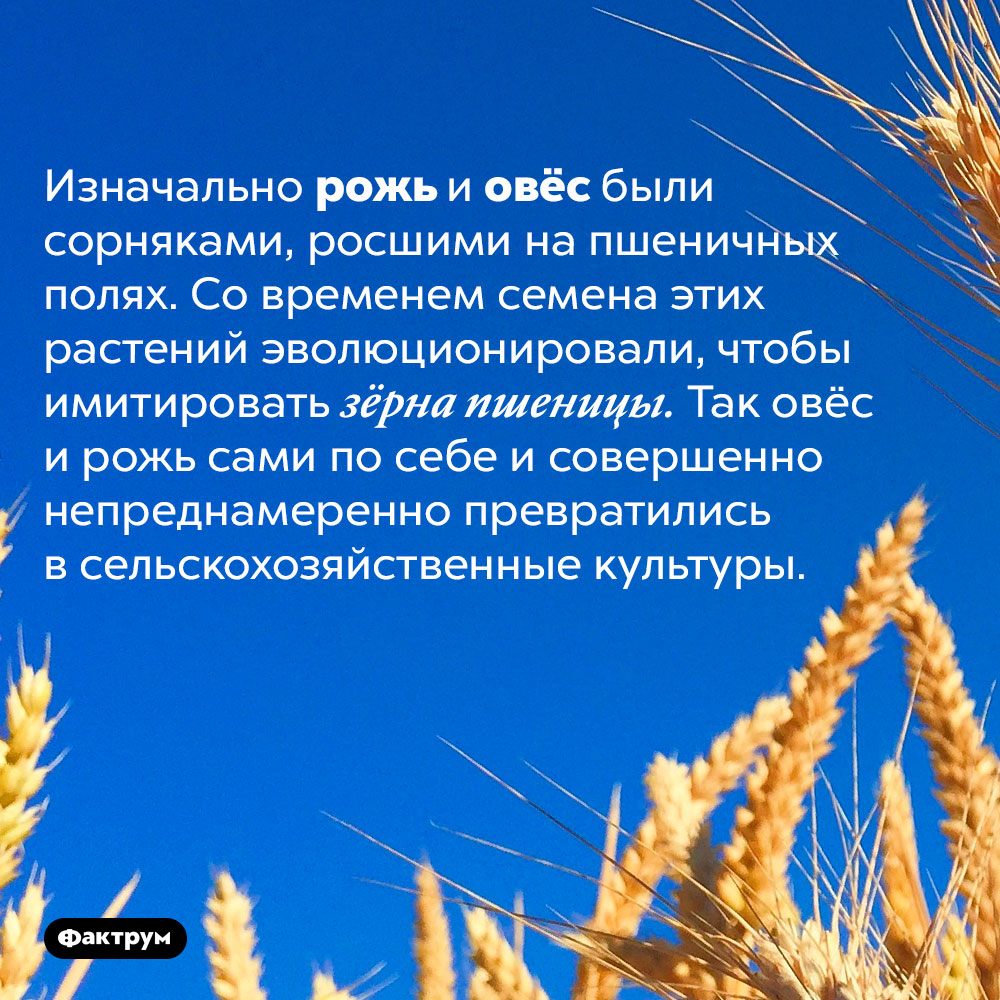 Рожь и овёс сами себя «окультурили». Изначально рожь и овёс были сорняками, росшими на пшеничных полях. Со временем семена этих растений эволюционировали, чтобы имитировать зёрна пшеницы. Так овёс и рожь сами по себе и совершенно непреднамеренно превратились в сельскохозяйственные культуры.