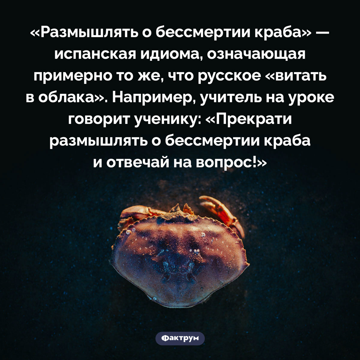 Испанцы любят «размышлять о бессмертии краба». «Размышлять о бессмертии краба» — испанская идиома, означающая примерно то же, что русское «витать в облака». Например, учитель на уроке говорит ученику: «Прекрати размышлять о бессмертии краба и отвечай на вопрос!».