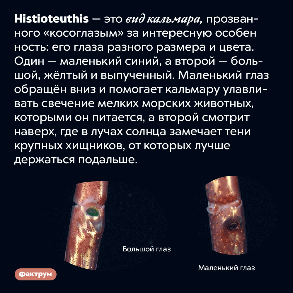 Почему у косоглазого кальмара глаза разной величины?. Histioteuthis — это вид кальмара, прозванного «косоглазым» за интересную особенность: его глаза разного размера и цвета. Один — маленький синий, а второй — большой, жёлтый и выпученный. Маленький глаз обращён вниз и помогает кальмару улавливать свечение мелких морских животных, которыми он питается, а второй смотрит наверх, где в лучах солнца замечает тени крупных хищников, от которых лучше держаться подальше.