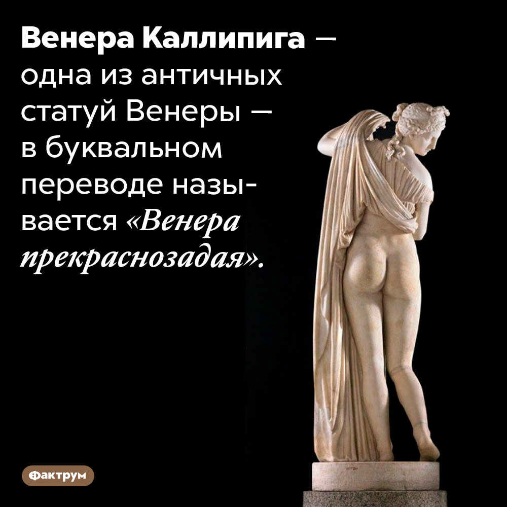 Одна из античных статуй Венеры прекраснозада. Венера Каллипига — одна из античных статуй Венеры — в буквальном переводе называется «Венера прекраснозадая».