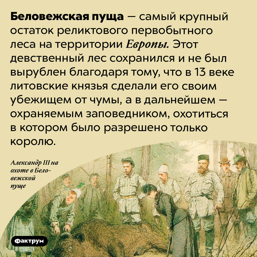 Беловежская пуща — самый большой реликтовый первобытный лес в Европе. Беловежская пуща — самый крупный остаток реликтового первобытного леса на территории Европы. Этот девственный лес сохранился и не был вырублен благодаря тому, что в 13 веке литовские князья сделали его своим убежищем от чумы, а в дальнейшем — охраняемым заповедником, охотиться в котором было разрешено только королю.