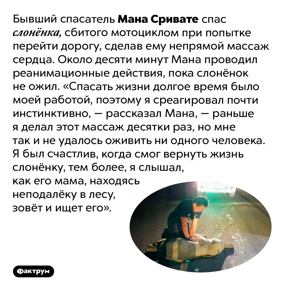 Слонёнок ожил после десяти минут непрямого массажа сердца. Бывший спасатель Мана Сривате спас слонёнка, сбитого мотоциклом при попытке перейти дорогу, сделав ему непрямой массаж сердца. Около десяти минут Мана проводил реанимационные действия, пока слонёнок не ожил. «Спасать жизни долгое время было моей работой, поэтому я среагировал почти инстинктивно, — рассказал Мана, — раньше я делал этот массаж десятки раз, но мне так и не удалось оживить ни одного человека. Я был счастлив, когда смог вернуть жизнь слонёнку, тем более, я слышал, как его мама, находясь неподалёку в лесу, зовёт и ищет его».