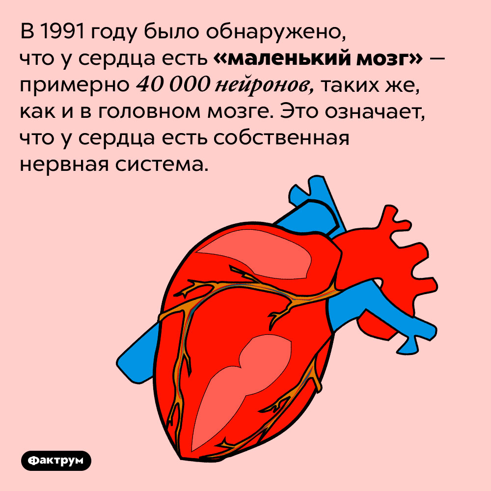 Сердце бывшей. У сердца есть мозг. Интересные факты о сердце. Сердце Фактрум. У сердца есть свой мозг.