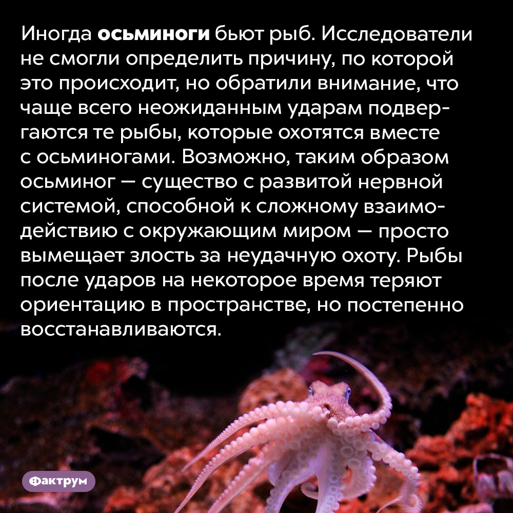 Осьминог может избить рыбу. Иногда осьминоги бьют рыб. Исследователи не смогли определить причину, по которой это происходит, но обратили внимание, что чаще всего неожиданным ударам подвергаются те рыбы, которые охотятся вместе с осьминогами. Возможно, таким образом осьминог — существо с развитой нервной системой, способной к сложному взаимодействию с окружающим миром — просто вымещает злость за неудачную охоту. Рыбы после ударов на некоторое время теряют ориентацию в пространстве, но постепенно восстанавливаются.