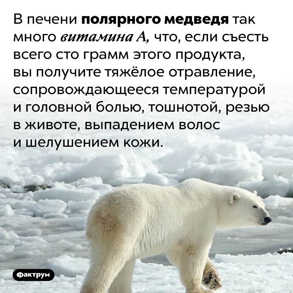 Печень белого медведя очень ядовита. В печени полярного медведя так много витамина А, что, если съесть всего сто грамм этого продукта, вы получите тяжёлое отравление, сопровождающееся температурой и головной болью, тошнотой, резью в животе, выпадением волос и шелушением кожи.