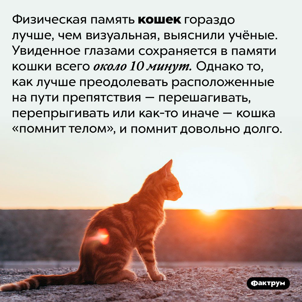 Зрительная память кошек составляет около 10 минут, но их физическая память работает намного дольше. Физическая память кошек гораздо лучше, чем визуальная, выяснили учёные. Увиденное глазами сохраняется в памяти кошки всего около 10 минут. Однако то, как лучше преодолевать расположенные на пути препятствия — перешагивать, перепрыгивать или как-то иначе — кошка «помнит телом», и помнит довольно долго.
