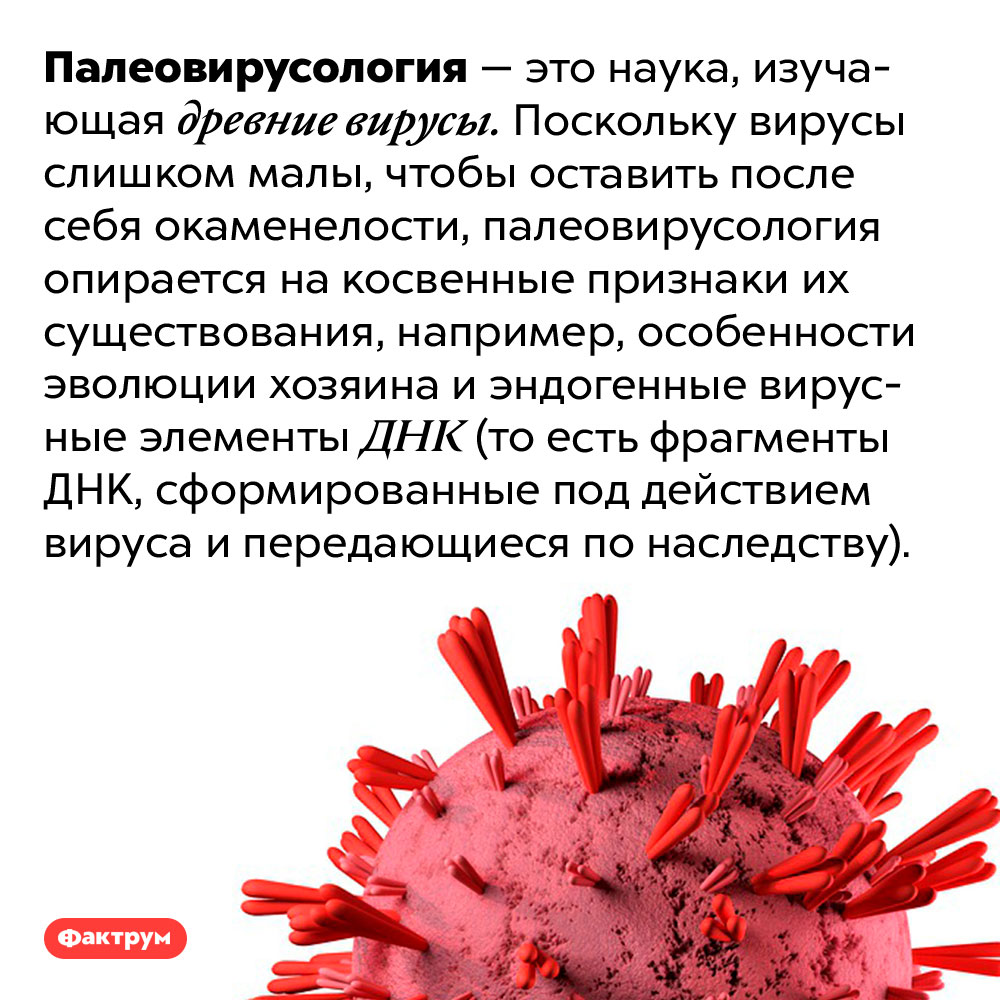 Хотя вирусы не оставляют окаменелостей, палеонтологи находят способы изучать их древние виды. Палеовирусология — это наука, изучающая древние вирусы. Поскольку вирусы слишком малы, чтобы оставить после себя окаменелости, палеовирусология опирается на косвенные признаки их существования, например, особенности эволюции хозяина и эндогенные вирусные элементы ДНК (то есть фрагменты ДНК, сформированные под действием вируса и передающиеся по наследству).