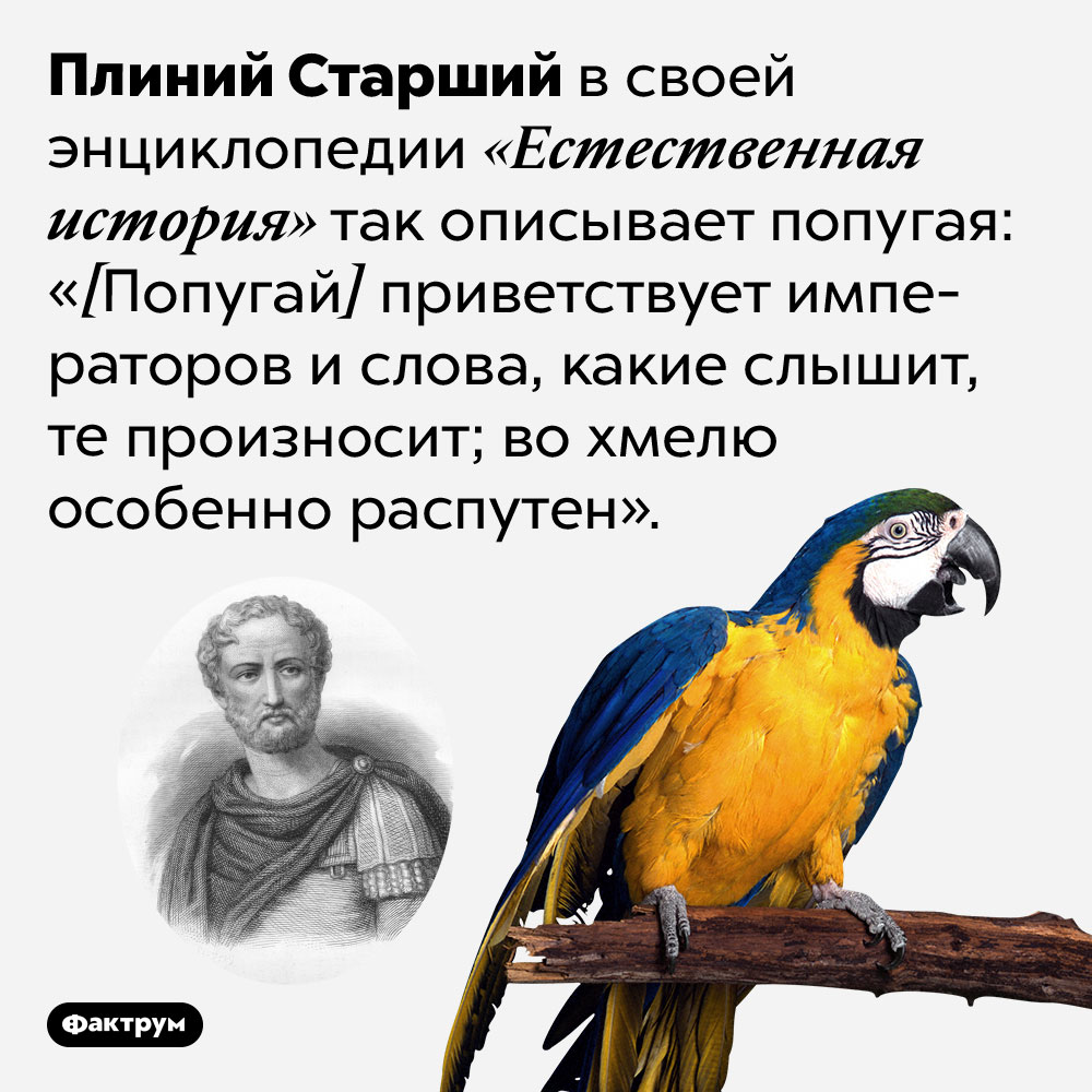 Попугаи во хмелю особенно распутны, считал Плиний Старший. Плиний Старший в своей энциклопедии «Естественная история» так описывает попугая: «[Попугай] приветствует императоров и слова, какие слышит, те произносит; во хмелю особенно распутен».