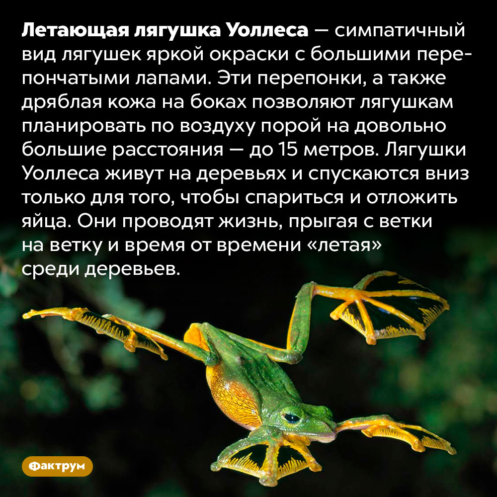 Лягушки Уоллеса летают среди деревьев. Летающая лягушка Уоллеса — симпатичный вид лягушек яркой окраски с большими перепончатыми лапами. Эти перепонки, а также дряблая кожа на боках позволяют лягушкам планировать по воздуху порой на довольно большие расстояния — до 15 метров. Лягушки Уоллеса живут на деревьях и спускаются вниз только для того, чтобы спариться и отложить яйца. Они проводят жизнь, прыгая с ветки на ветку и время от времени «летая» среди деревьев.