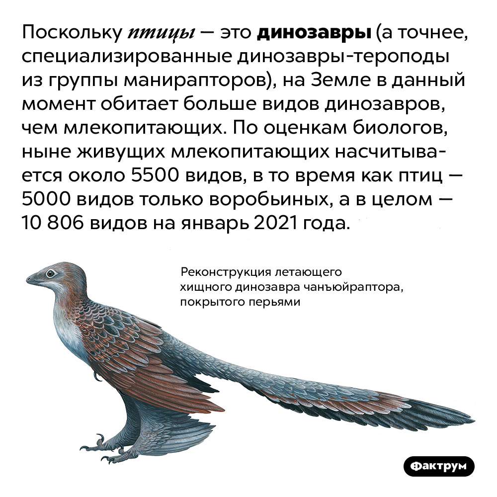 На Земле живёт вдвое больше видов динозавров, чем млекопитающих. Поскольку птицы — это динозавры (а точнее, специализированные динозавры-тероподы из группы манирапторов), на Земле в данный момент обитает больше видов динозавров, чем млекопитающих. По оценкам биологов, ныне живущих млекопитающих насчитывается около 5500 видов, в то время как птиц — 5000 видов только воробьиных, а в целом — 10 806 видов на январь 2021 года.
